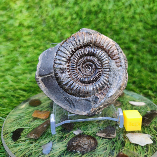 Ammonite fossil Dactylioceras Whitby Yorkshire golden - North Yorkshire Fossils