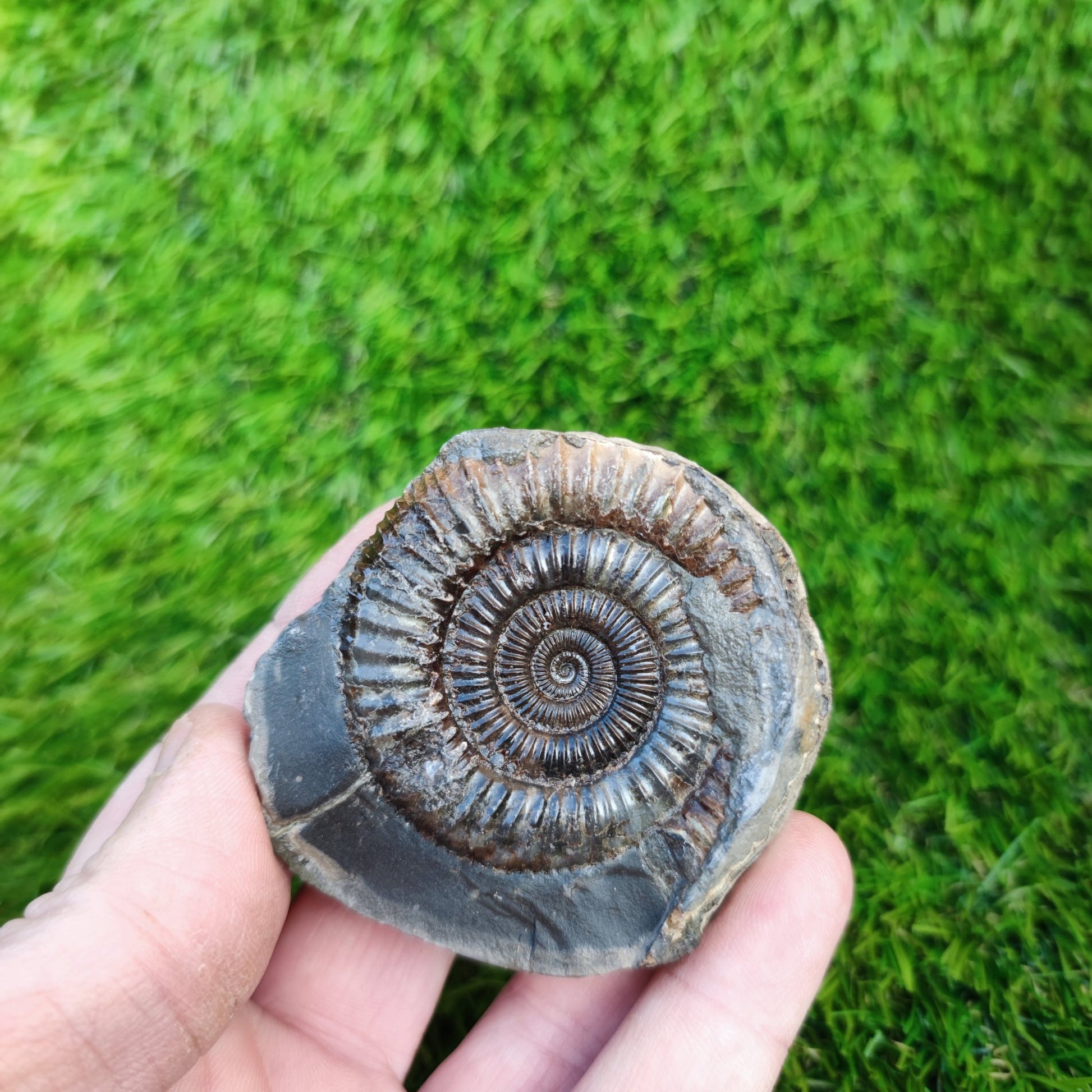 Ammonite fossil Dactylioceras Whitby Yorkshire golden - North Yorkshire Fossils