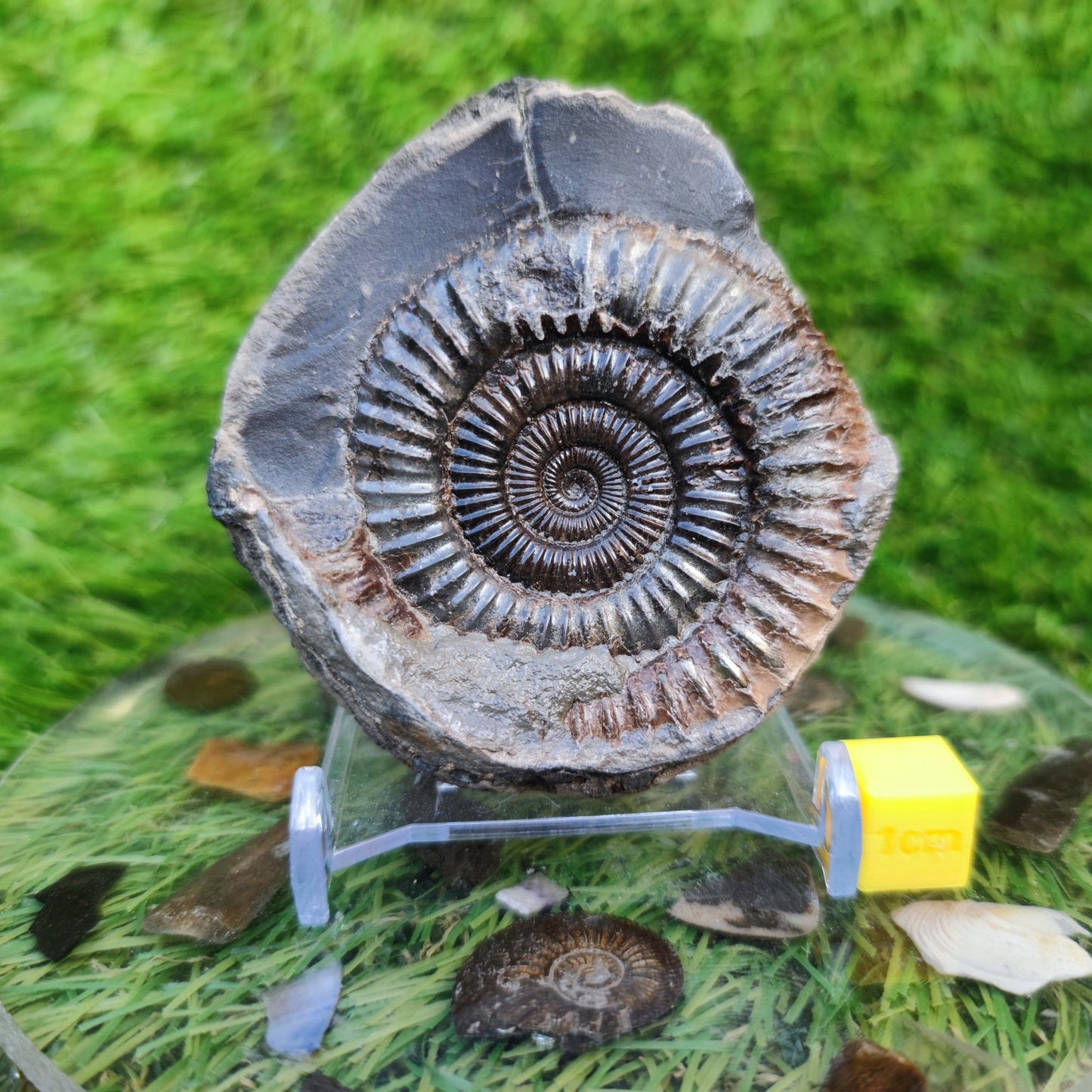 Ammonite fossil Dactylioceras Whitby Yorkshire golden - North Yorkshire Fossils