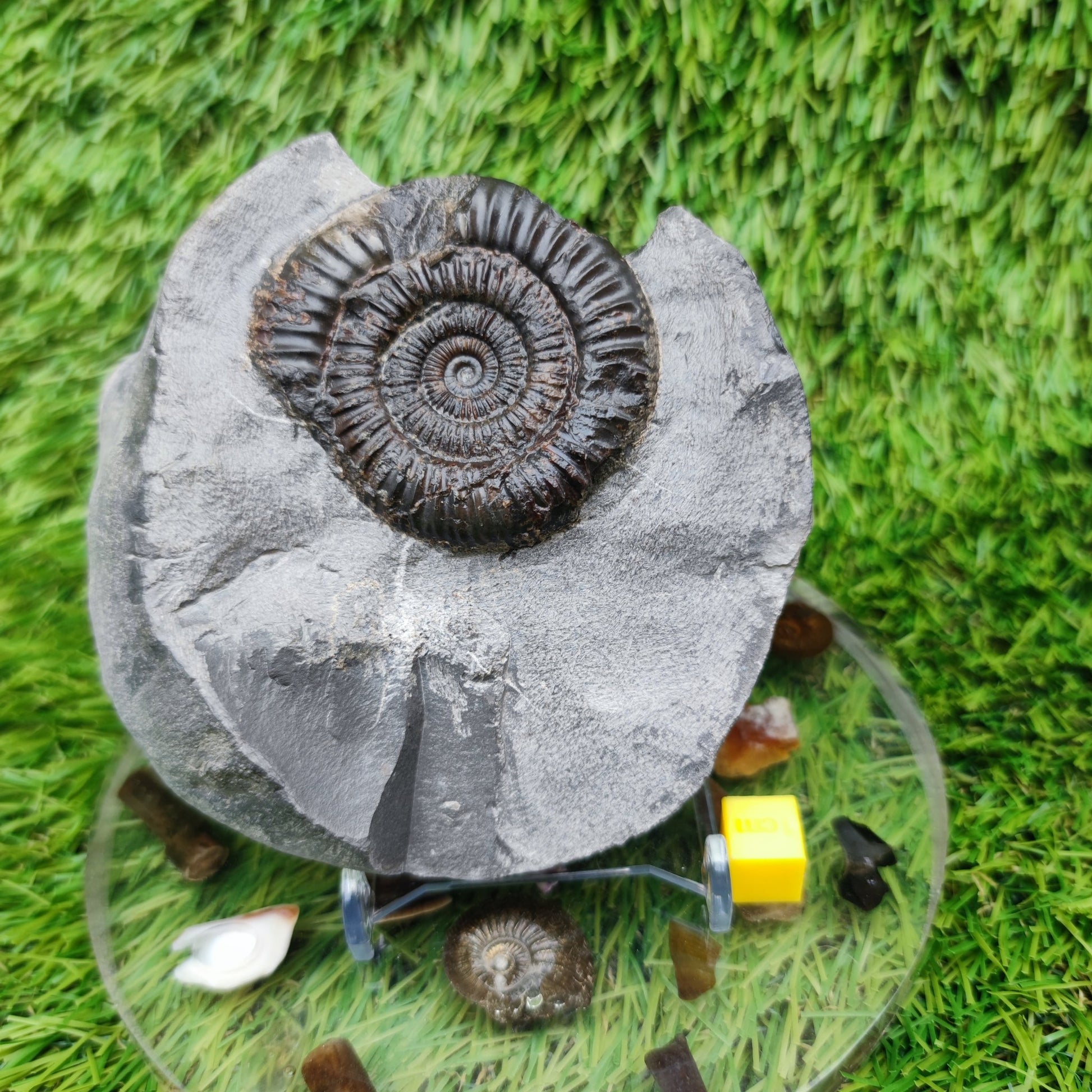 Ammonite fossil dactylioceras with calcite crystal Whitby Jurassic coast - North Yorkshire Fossils