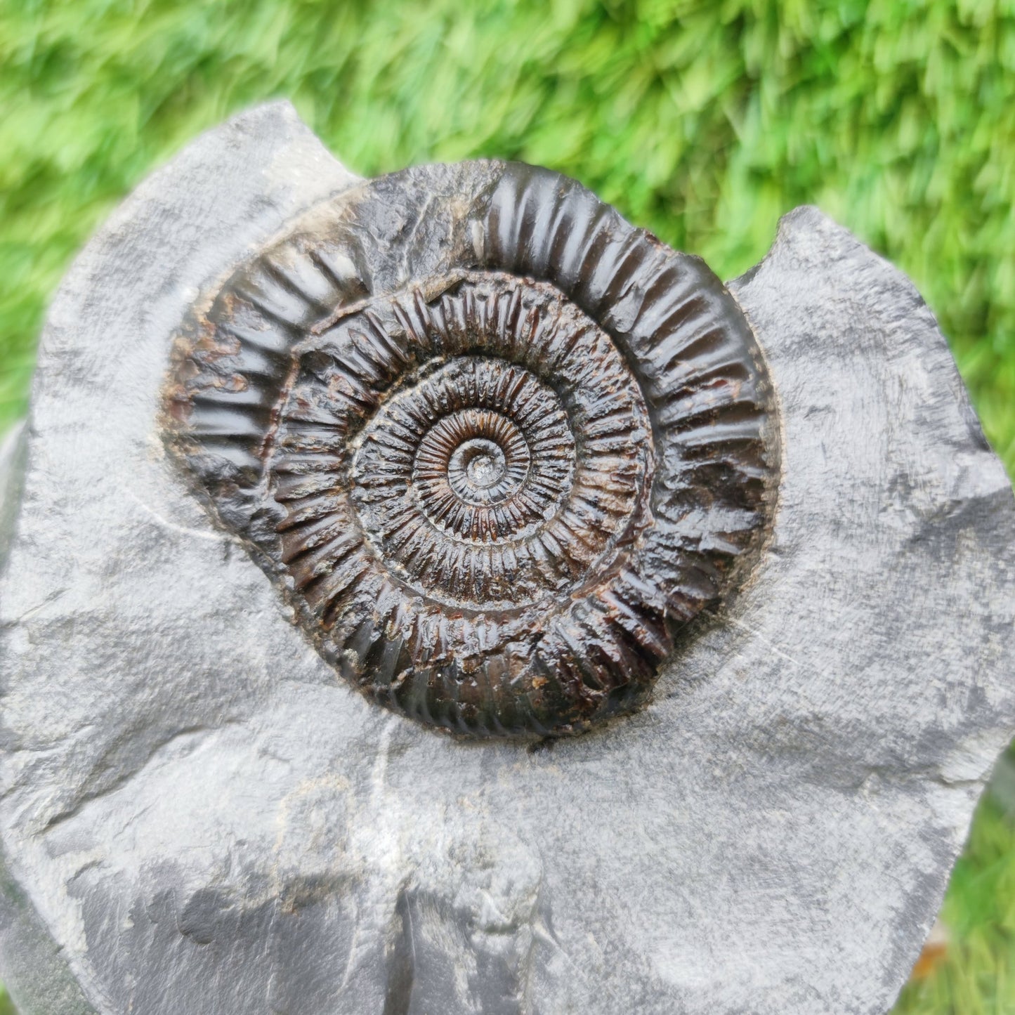 Ammonite fossil dactylioceras with calcite crystal Whitby Jurassic coast - North Yorkshire Fossils