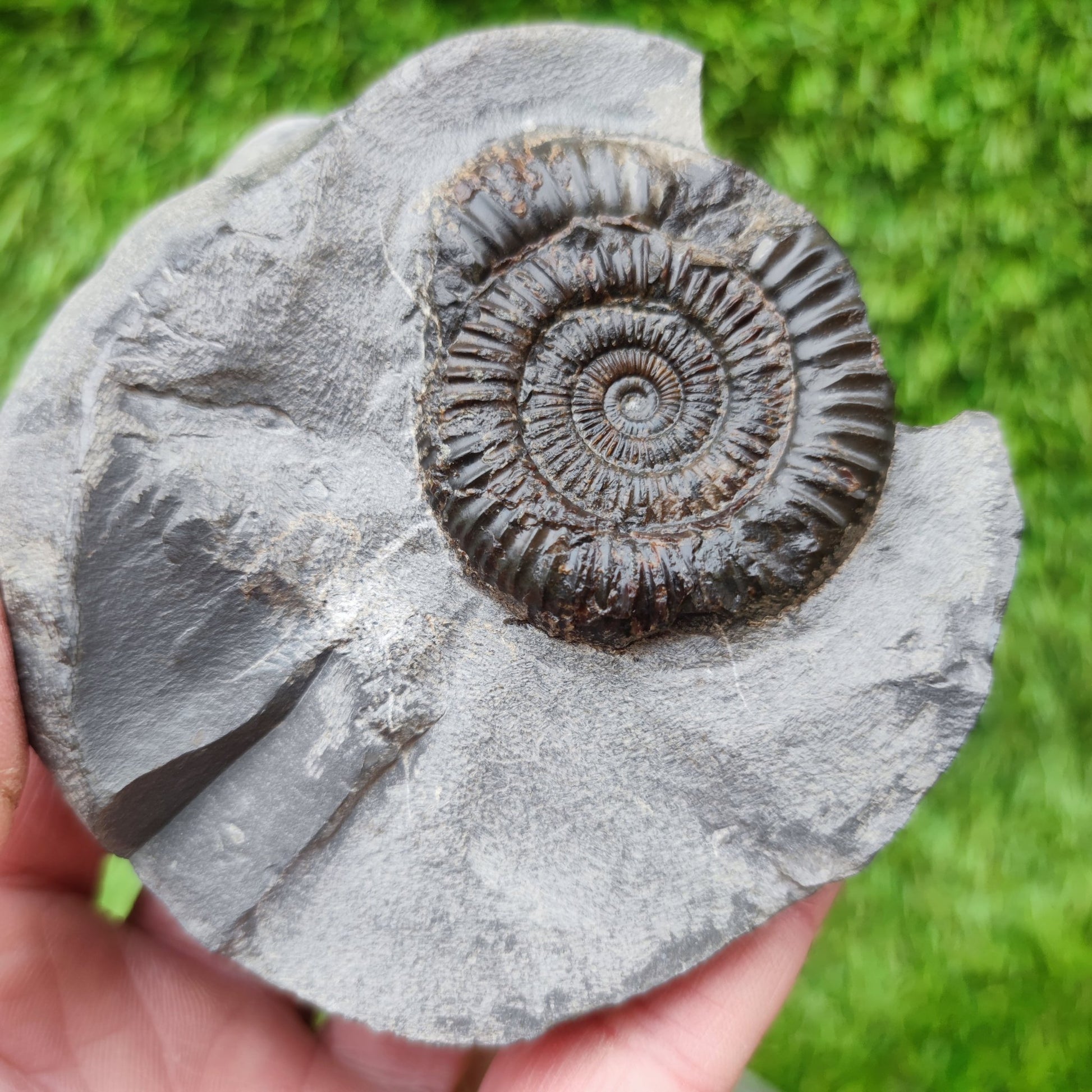 Ammonite fossil dactylioceras with calcite crystal Whitby Jurassic coast - North Yorkshire Fossils