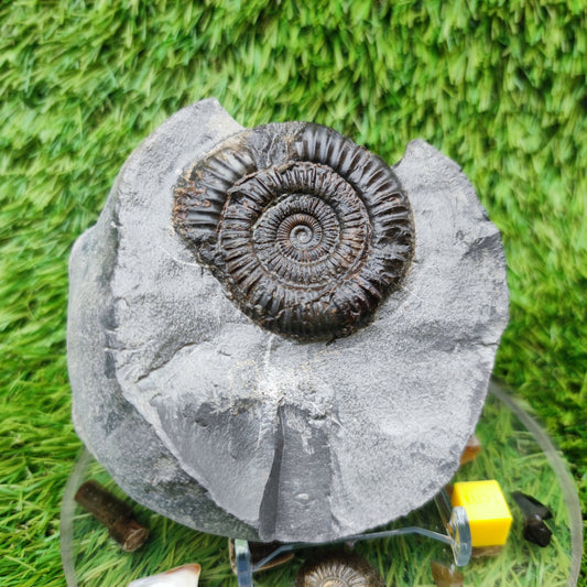 Ammonite fossil dactylioceras with calcite crystal Whitby Jurassic coast - North Yorkshire Fossils