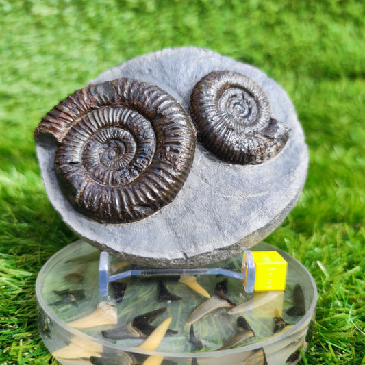 Ammonite Fossil double Dactylioceras North Yorkshire Fossils - North Yorkshire Fossils