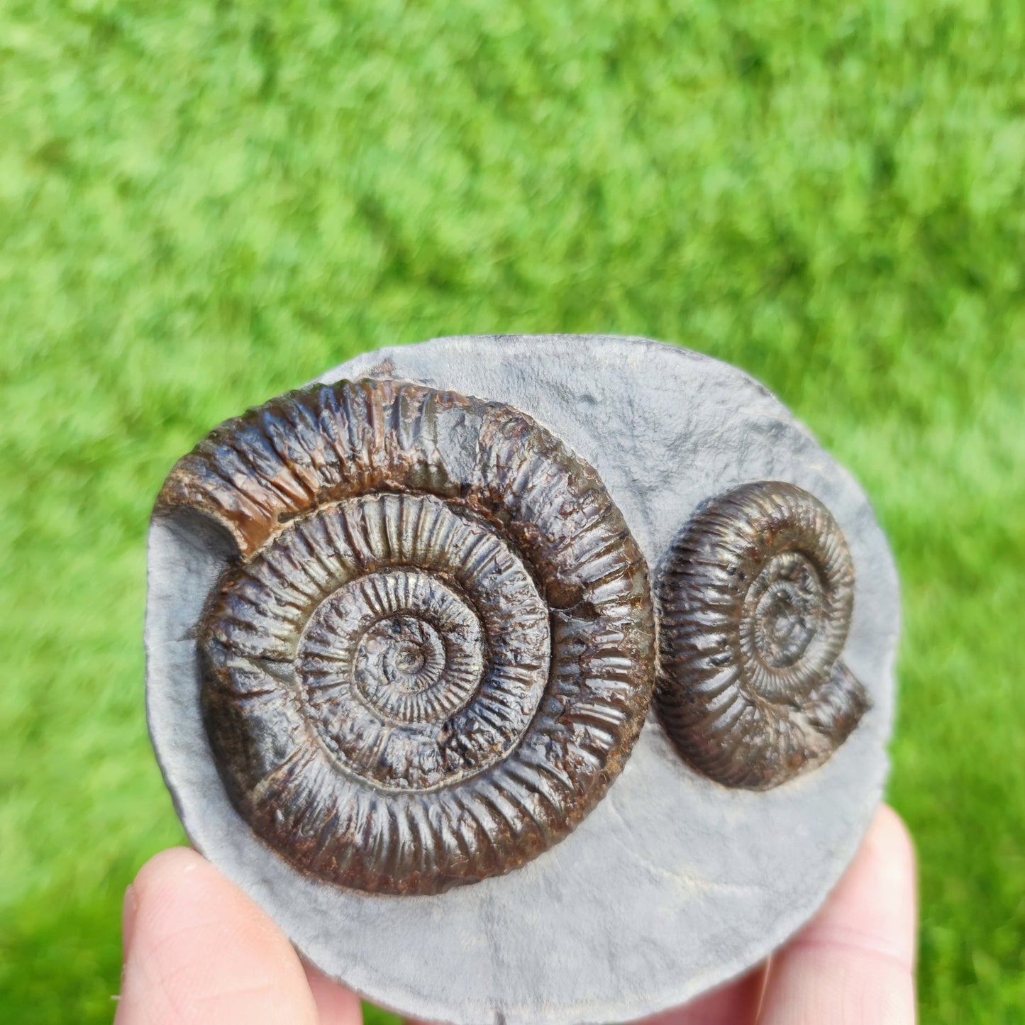 Ammonite Fossil double Dactylioceras North Yorkshire Fossils - North Yorkshire Fossils
