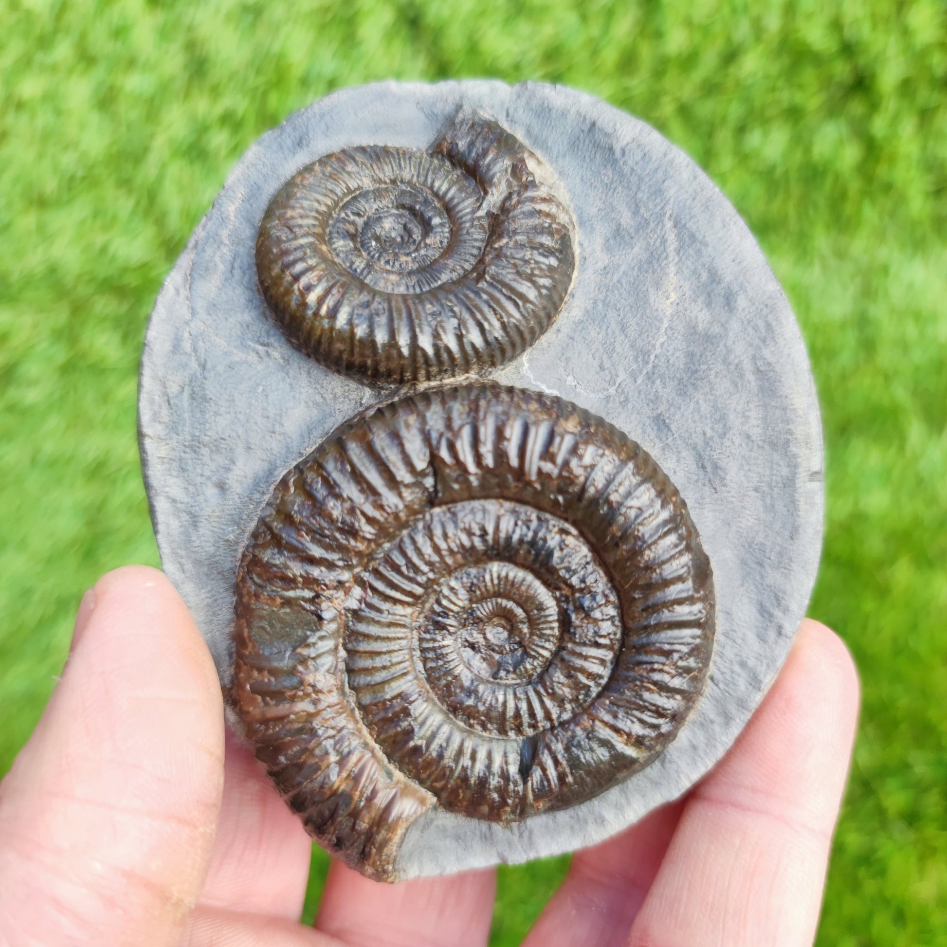 Ammonite Fossil double Dactylioceras North Yorkshire Fossils - North Yorkshire Fossils
