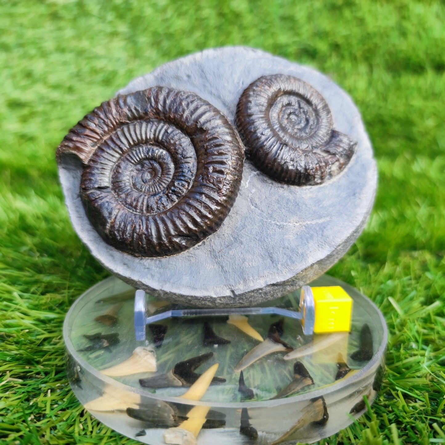 Ammonite Fossil double Dactylioceras North Yorkshire Fossils - North Yorkshire Fossils