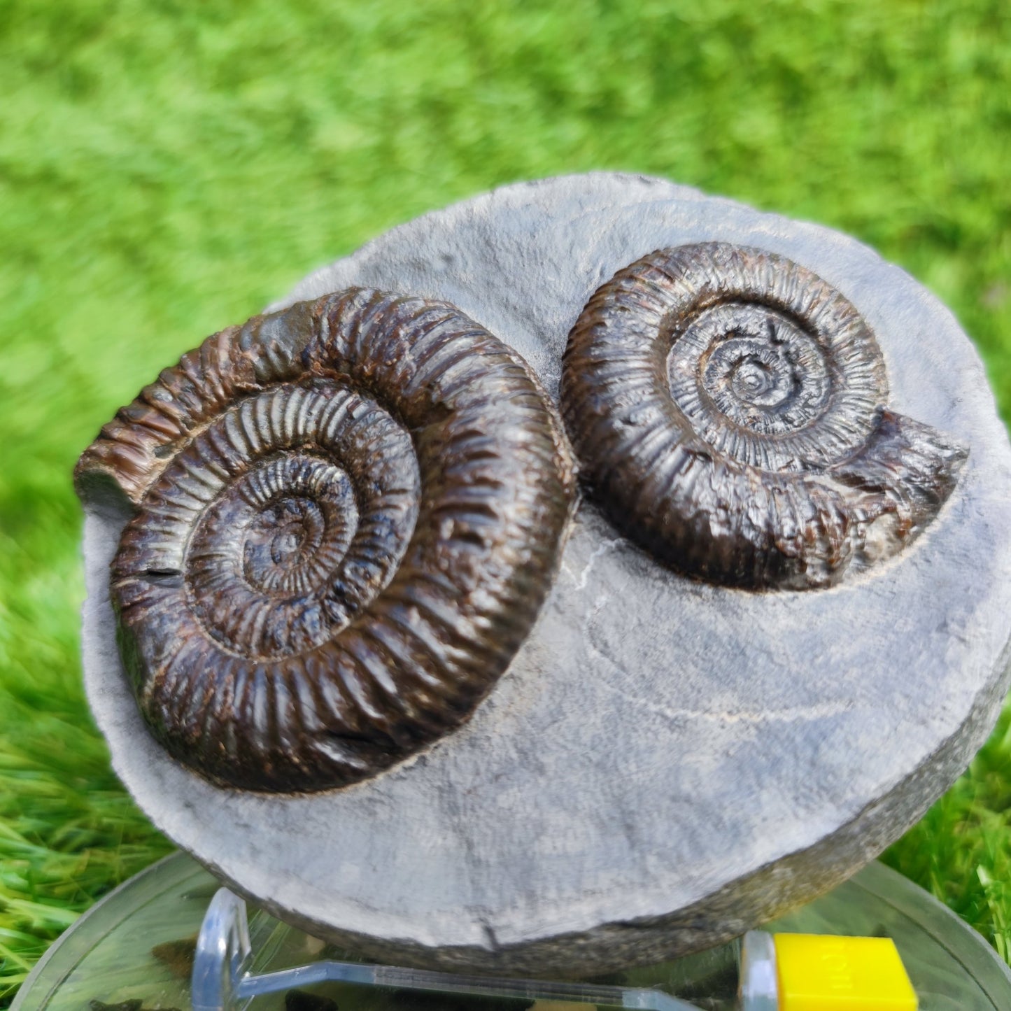 Ammonite Fossil double Dactylioceras North Yorkshire Fossils - North Yorkshire Fossils