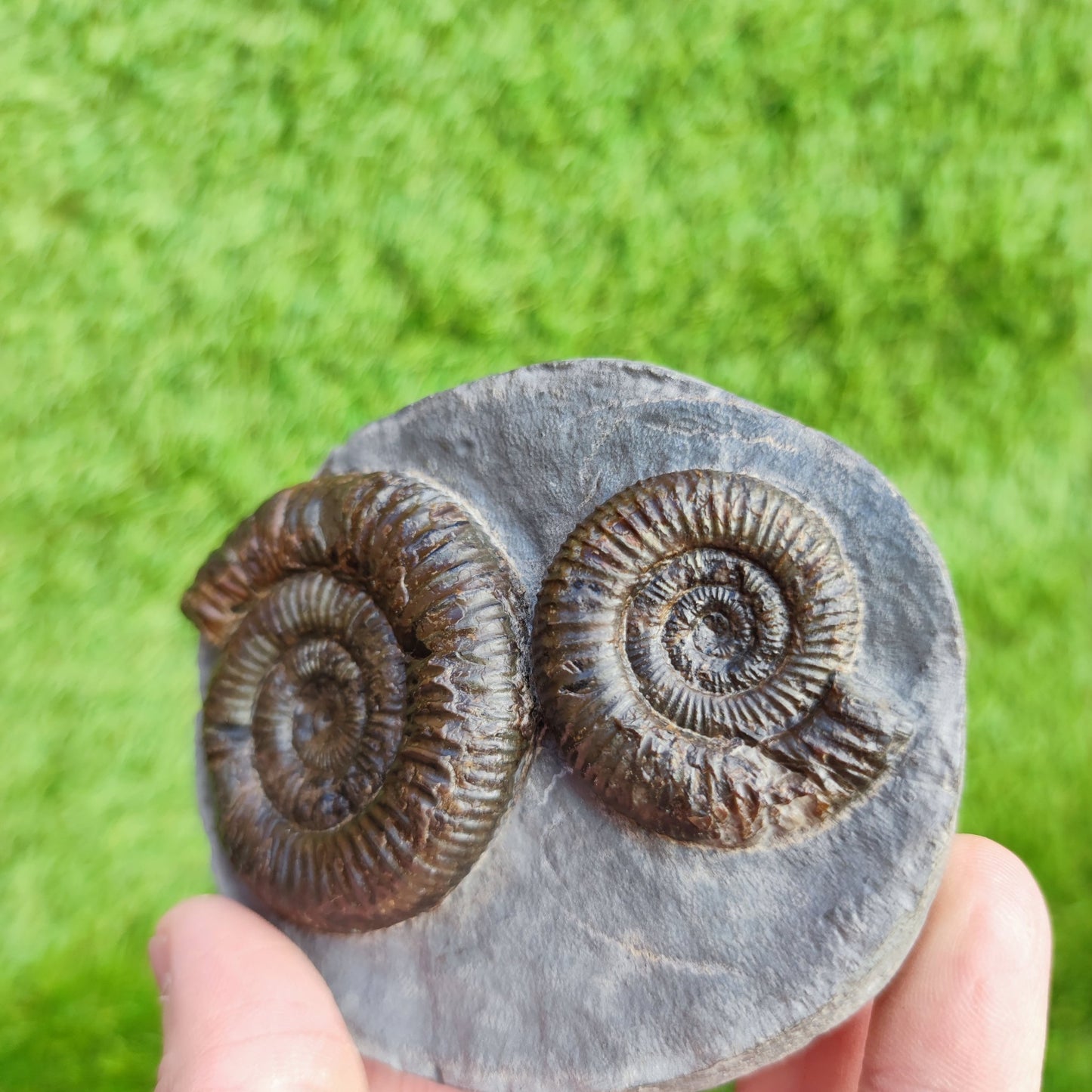 Ammonite Fossil double Dactylioceras North Yorkshire Fossils - North Yorkshire Fossils