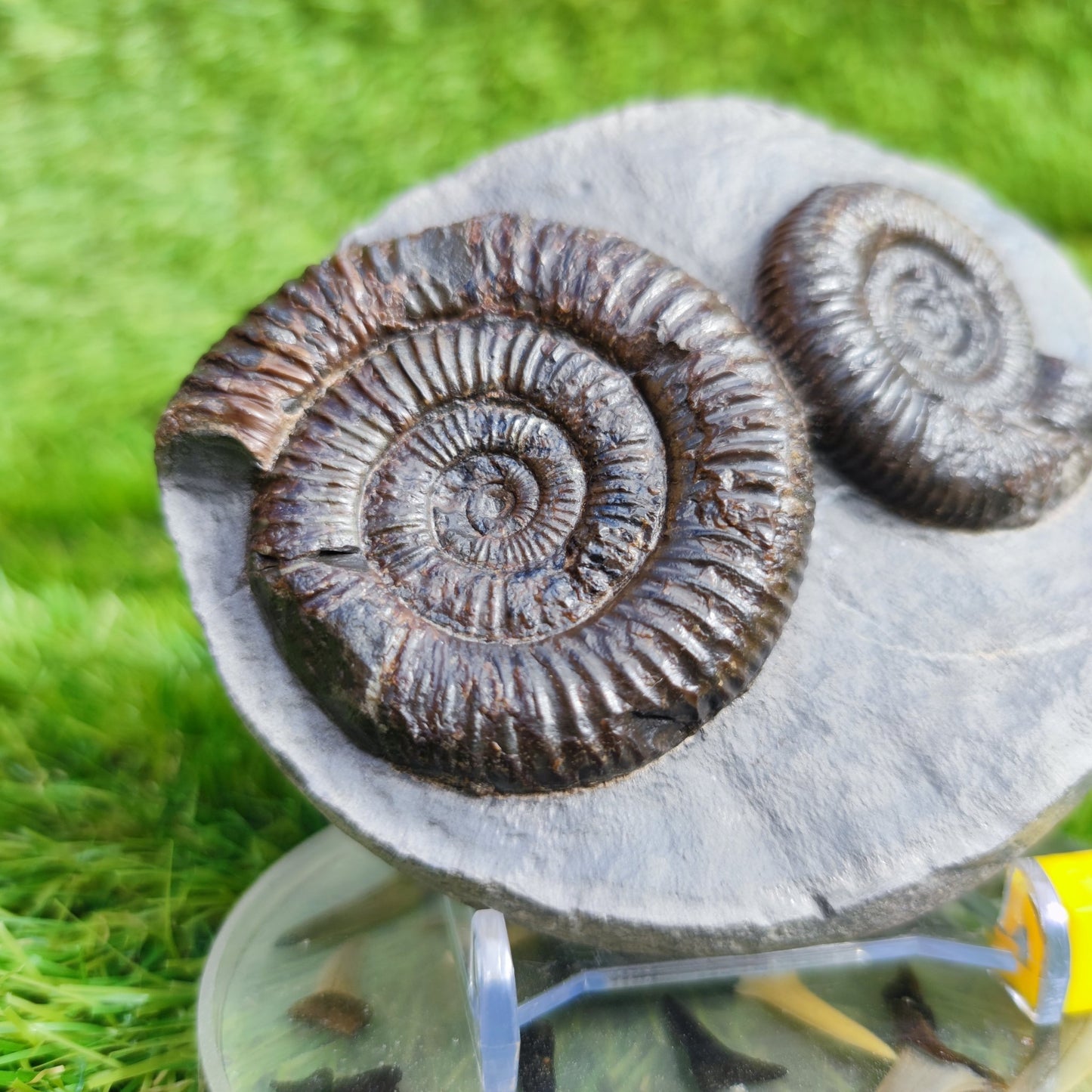 Ammonite Fossil double Dactylioceras North Yorkshire Fossils - North Yorkshire Fossils