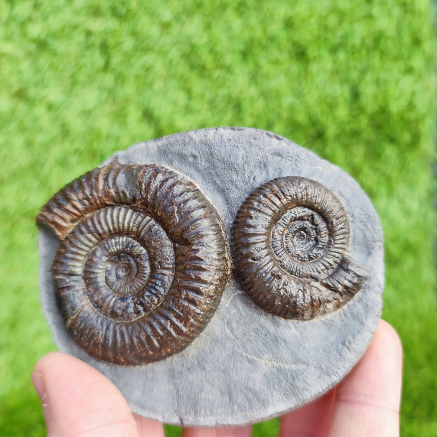 Ammonite Fossil double Dactylioceras North Yorkshire Fossils - North Yorkshire Fossils