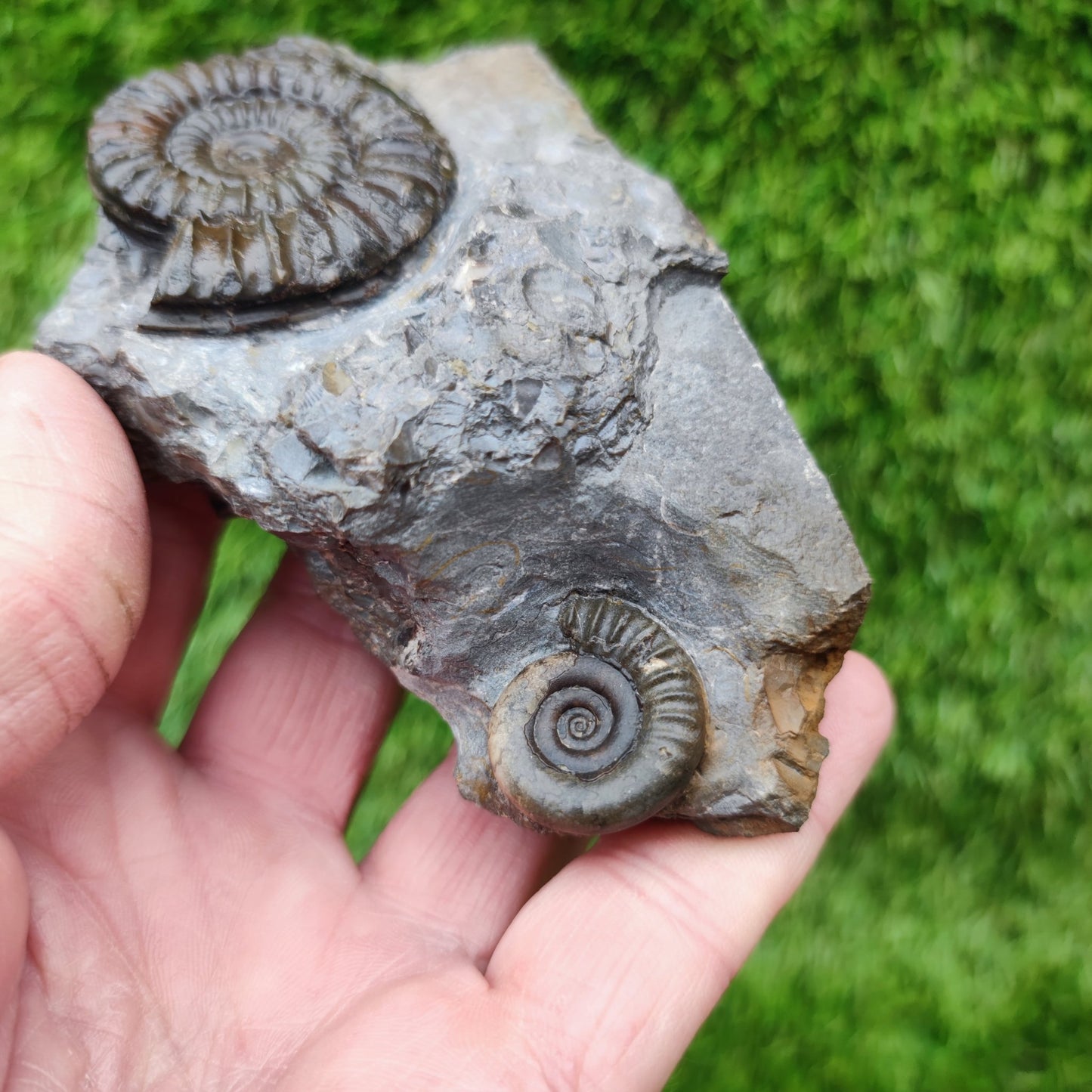 Ammonite fossil duo block on cut base Robin Hoods Bay - North Yorkshire Fossils