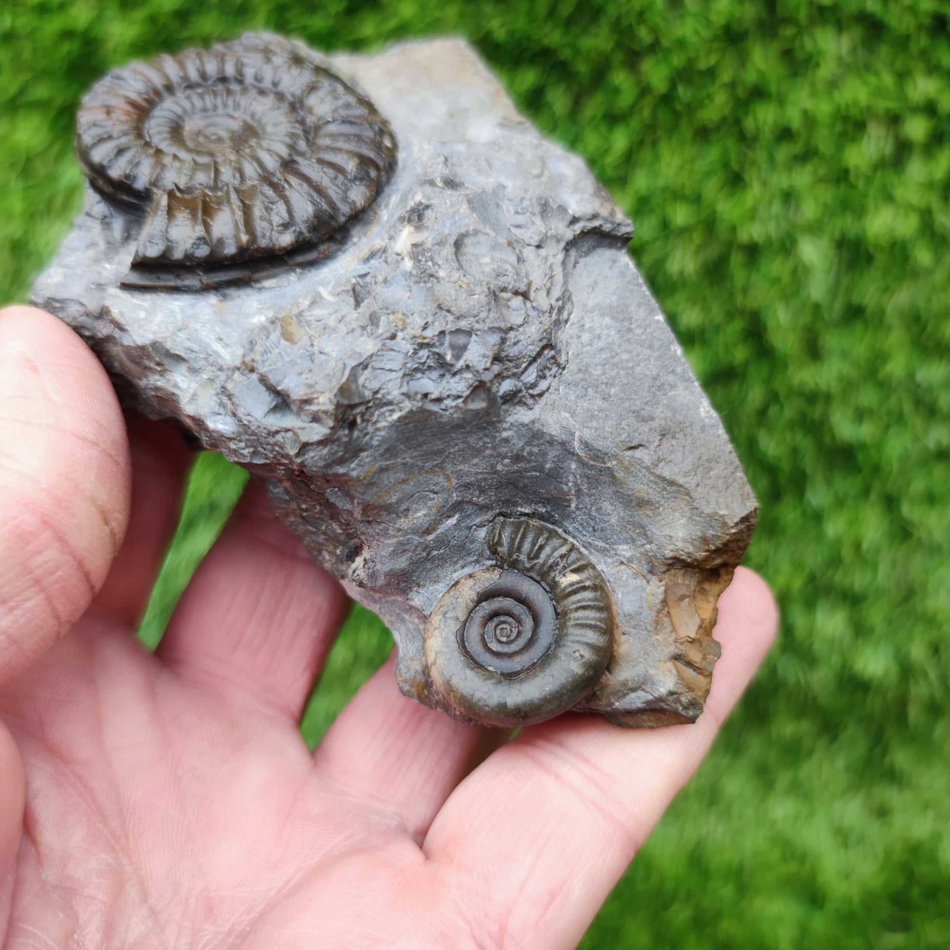 Ammonite fossil duo block on cut base Robin Hoods Bay - North Yorkshire Fossils