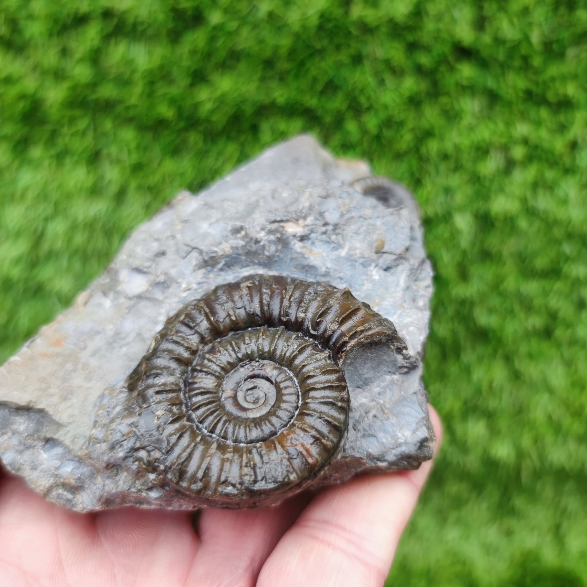 Ammonite fossil duo block on cut base Robin Hoods Bay - North Yorkshire Fossils