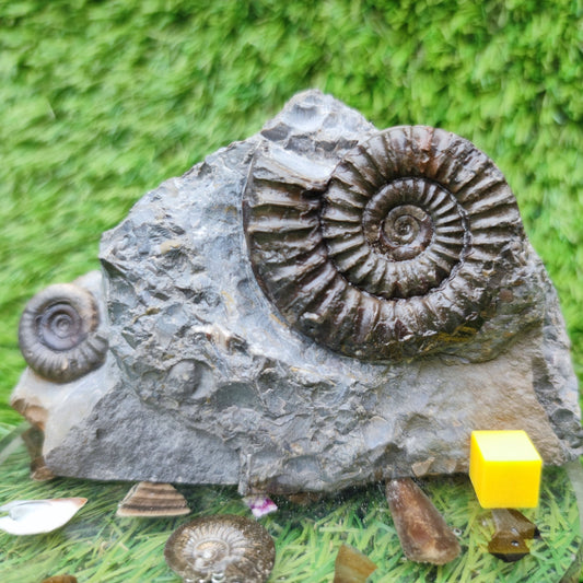 Ammonite fossil duo block on cut base Robin Hoods Bay - North Yorkshire Fossils