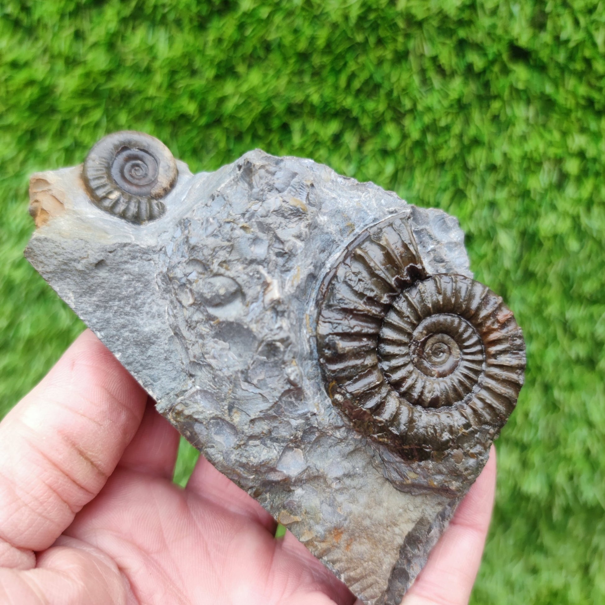 Ammonite fossil duo block on cut base Robin Hoods Bay - North Yorkshire Fossils