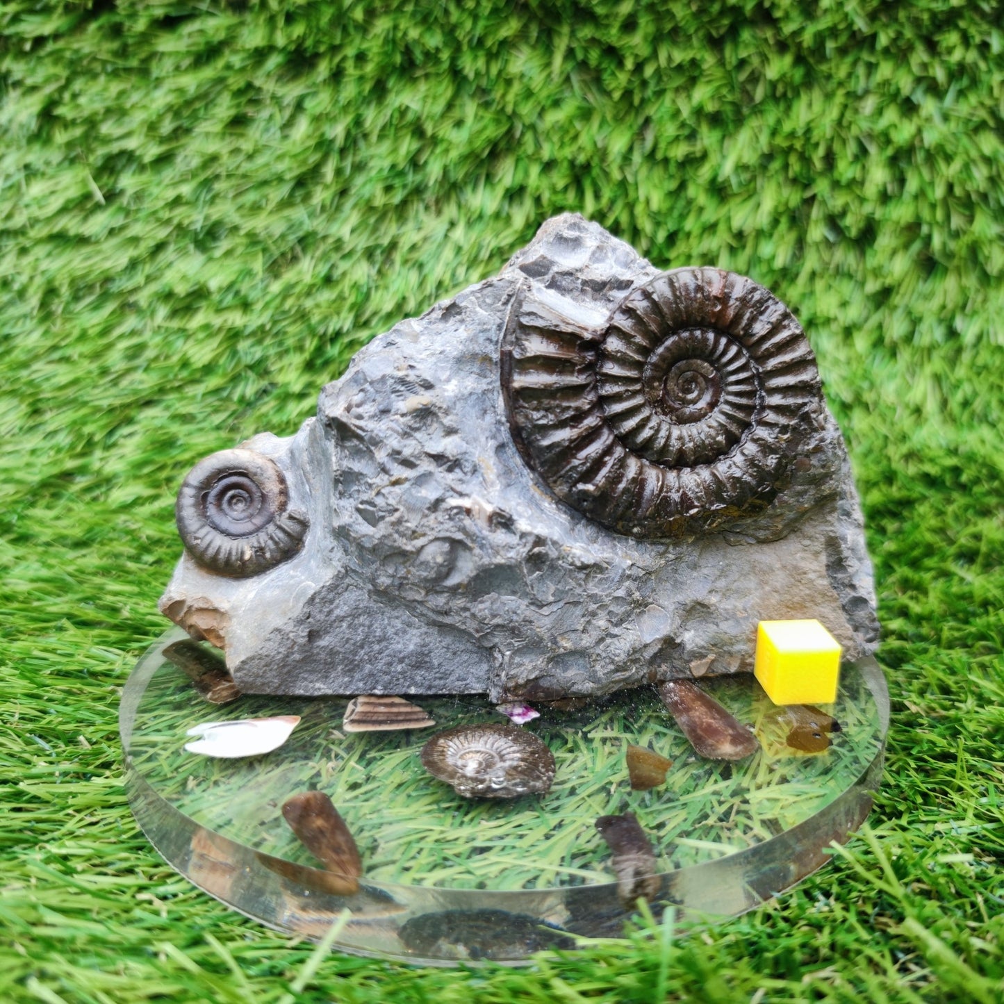 Ammonite fossil duo block on cut base Robin Hoods Bay - North Yorkshire Fossils