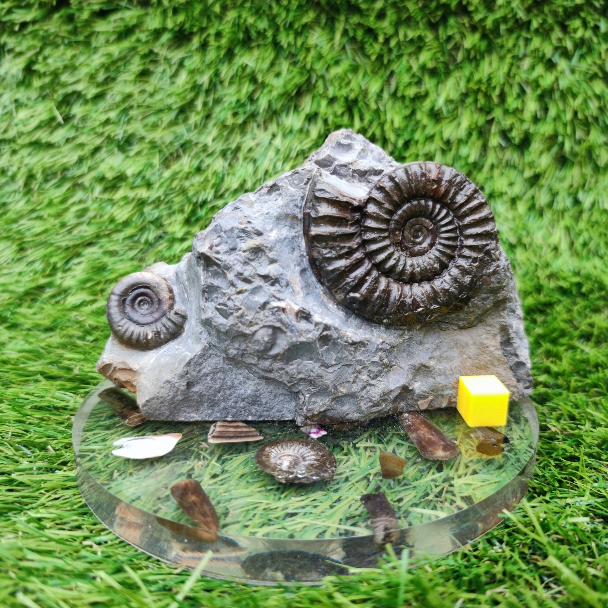 Ammonite fossil duo block on cut base Robin Hoods Bay - North Yorkshire Fossils