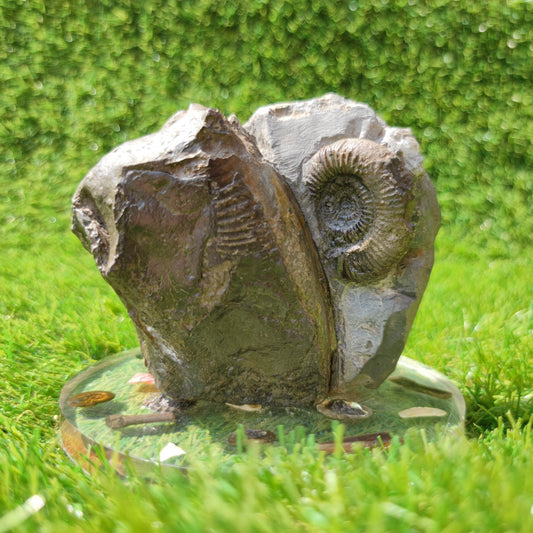 Ammonite fossil duo Whitby Yorkshire UK - North Yorkshire Fossils