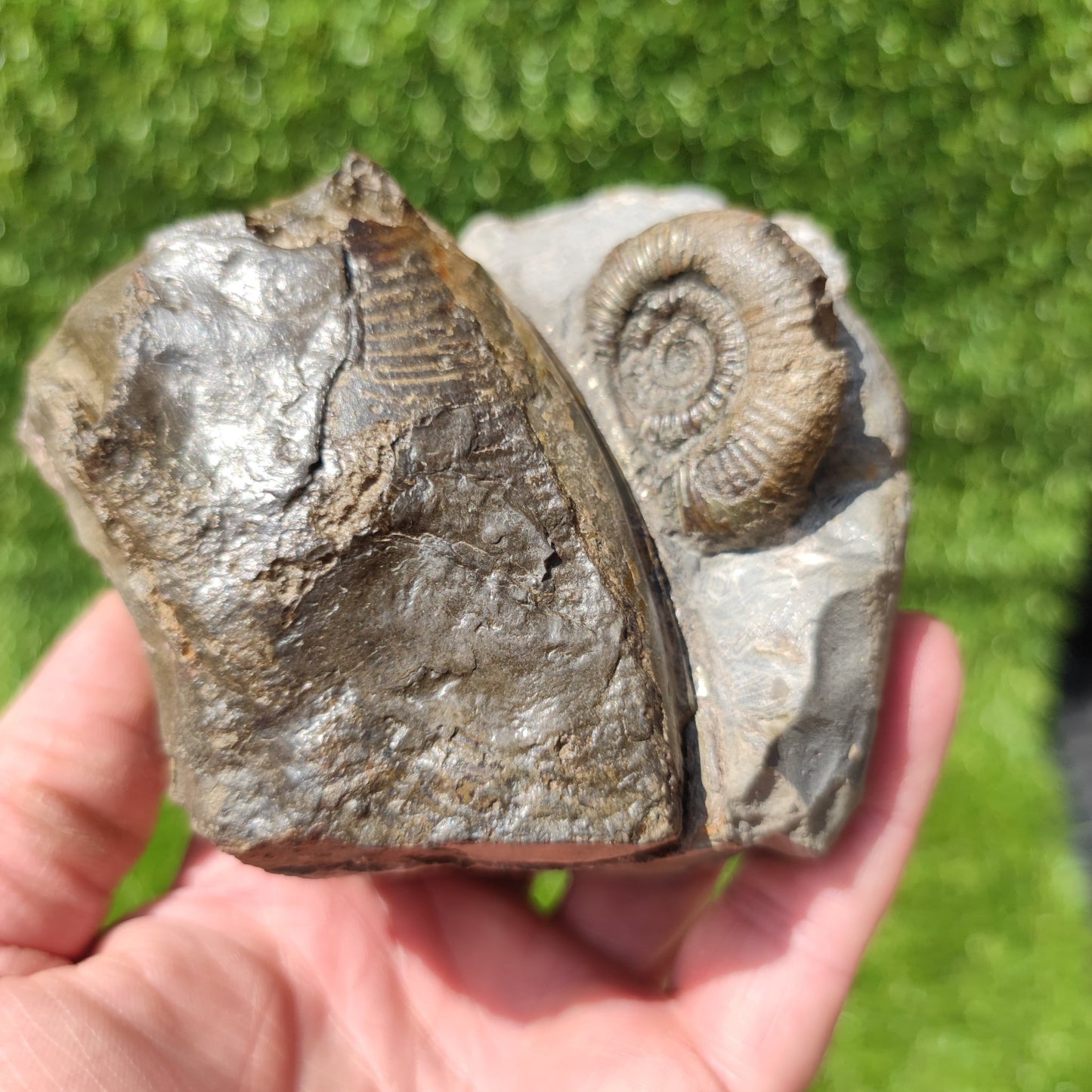 Ammonite fossil duo Whitby Yorkshire UK - North Yorkshire Fossils