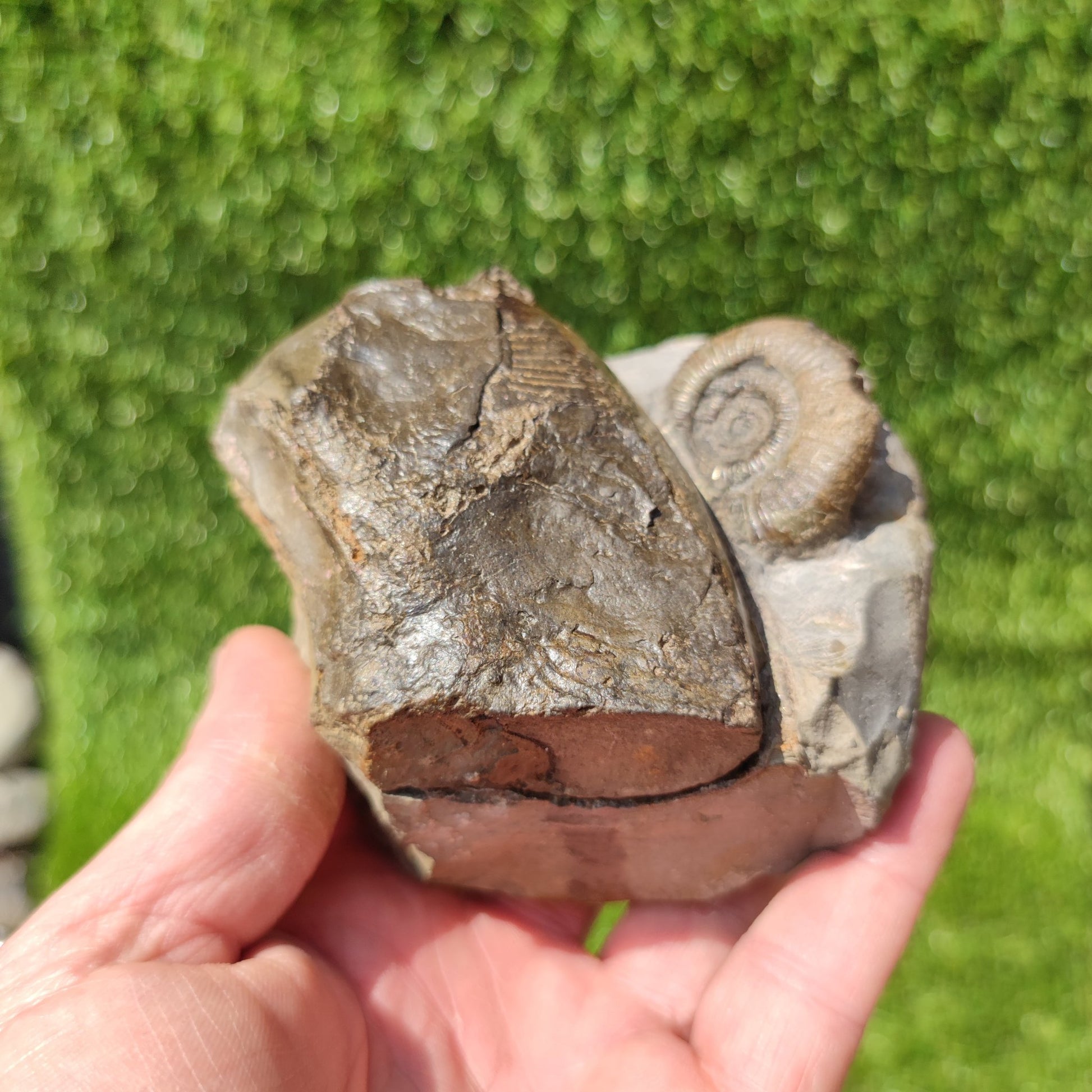 Ammonite fossil duo Whitby Yorkshire UK - North Yorkshire Fossils