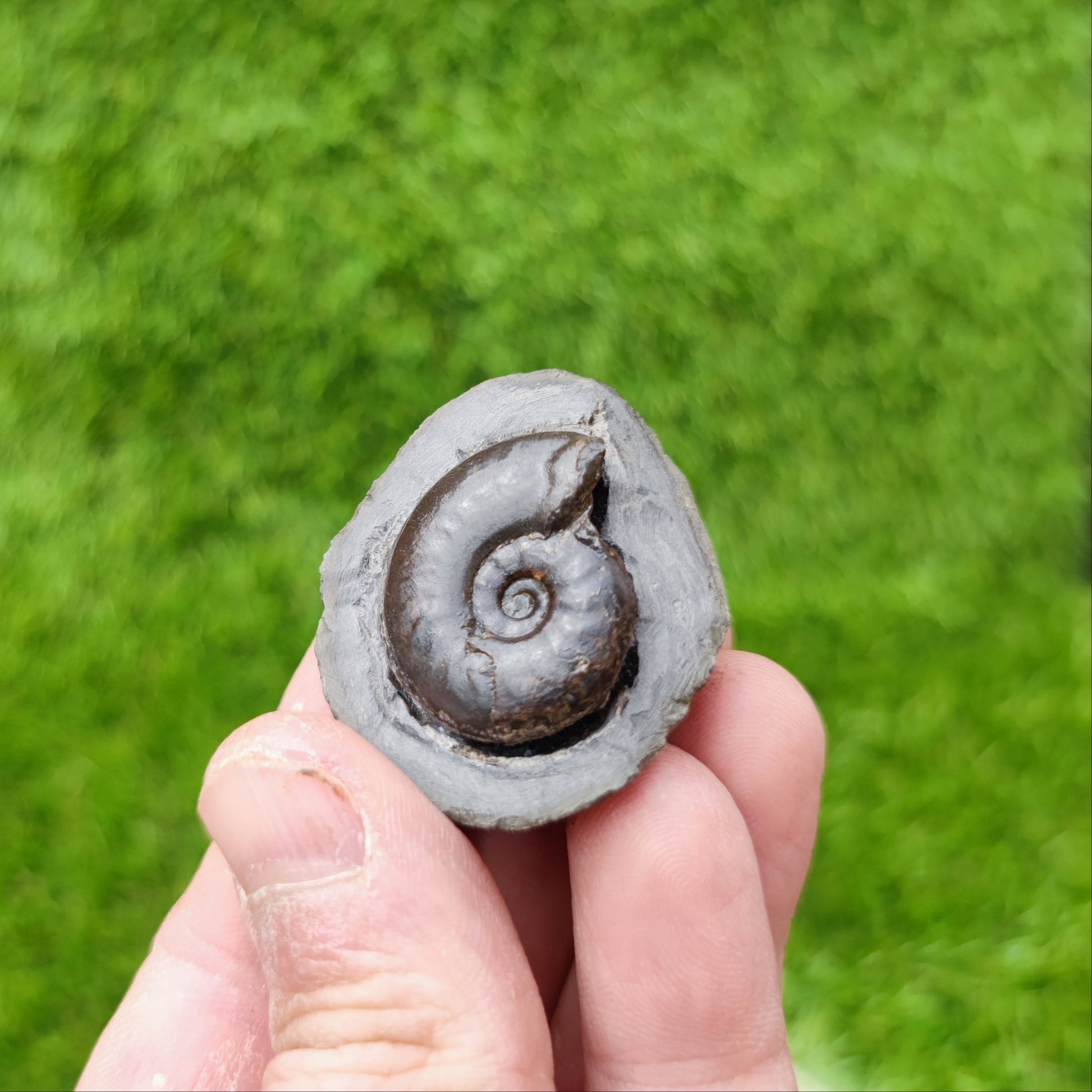 Ammonite fossil eleganticeras North Yorkshire UK - North Yorkshire Fossils