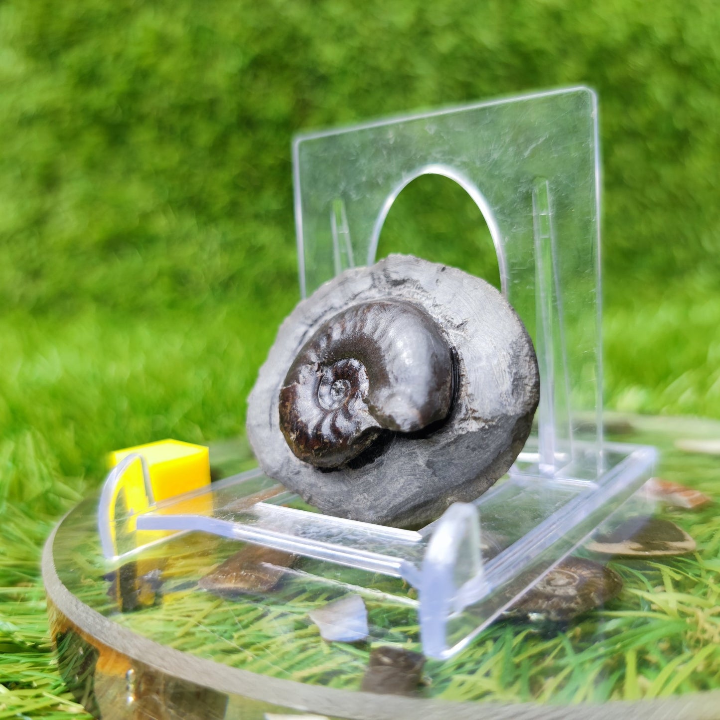 Ammonite fossil eleganticeras North Yorkshire UK - North Yorkshire Fossils