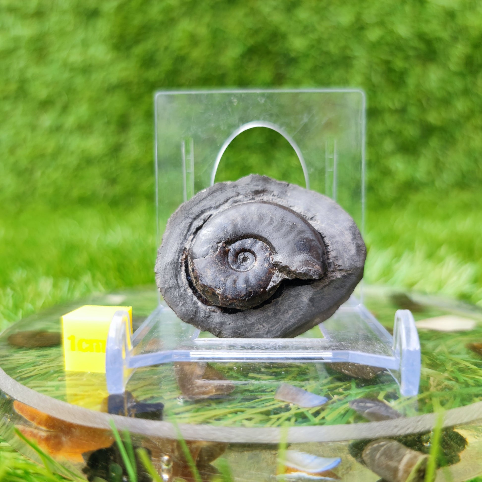 Ammonite fossil eleganticeras North Yorkshire UK - North Yorkshire Fossils
