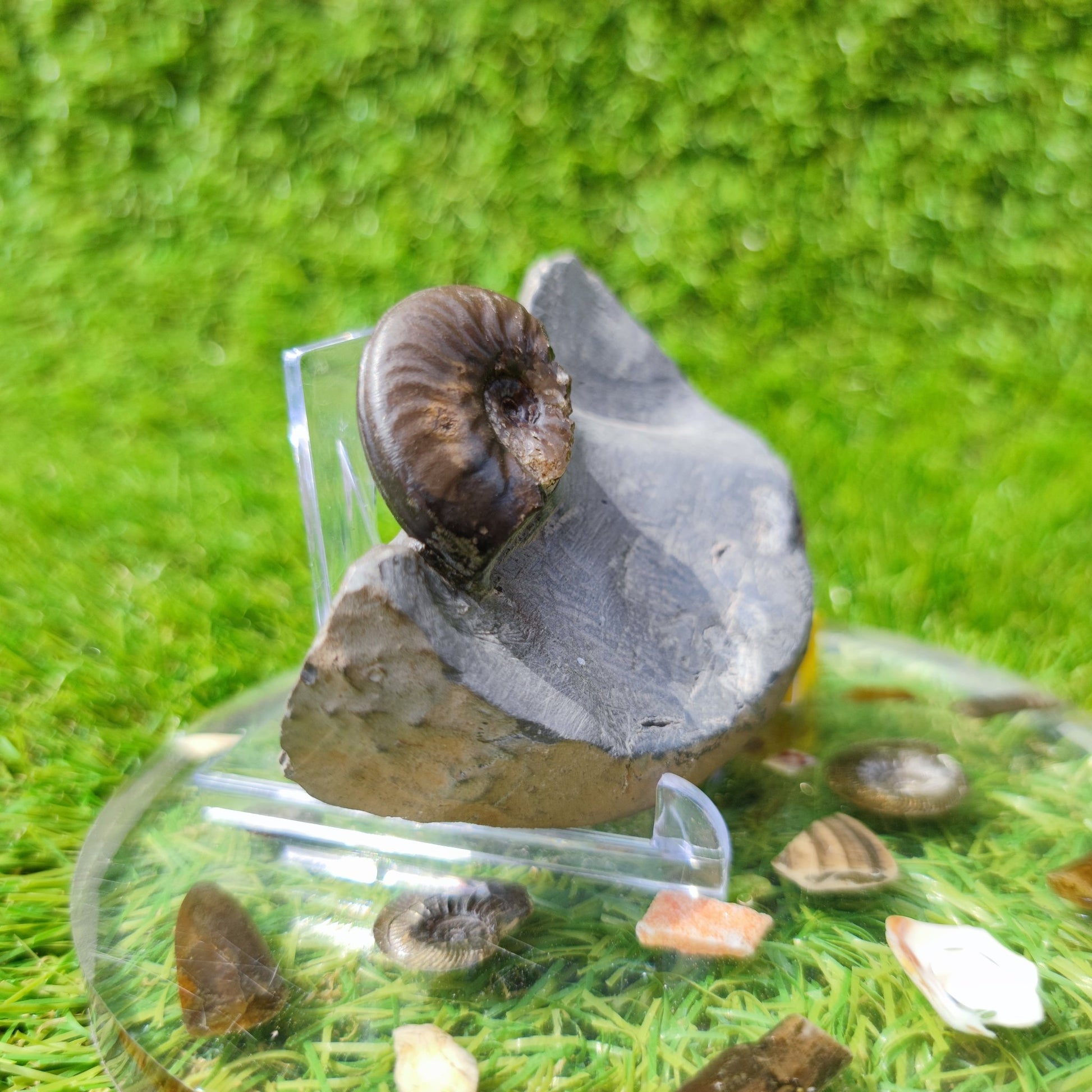 Ammonite fossil eleganticeras with calcite North Yorkshire - North Yorkshire Fossils