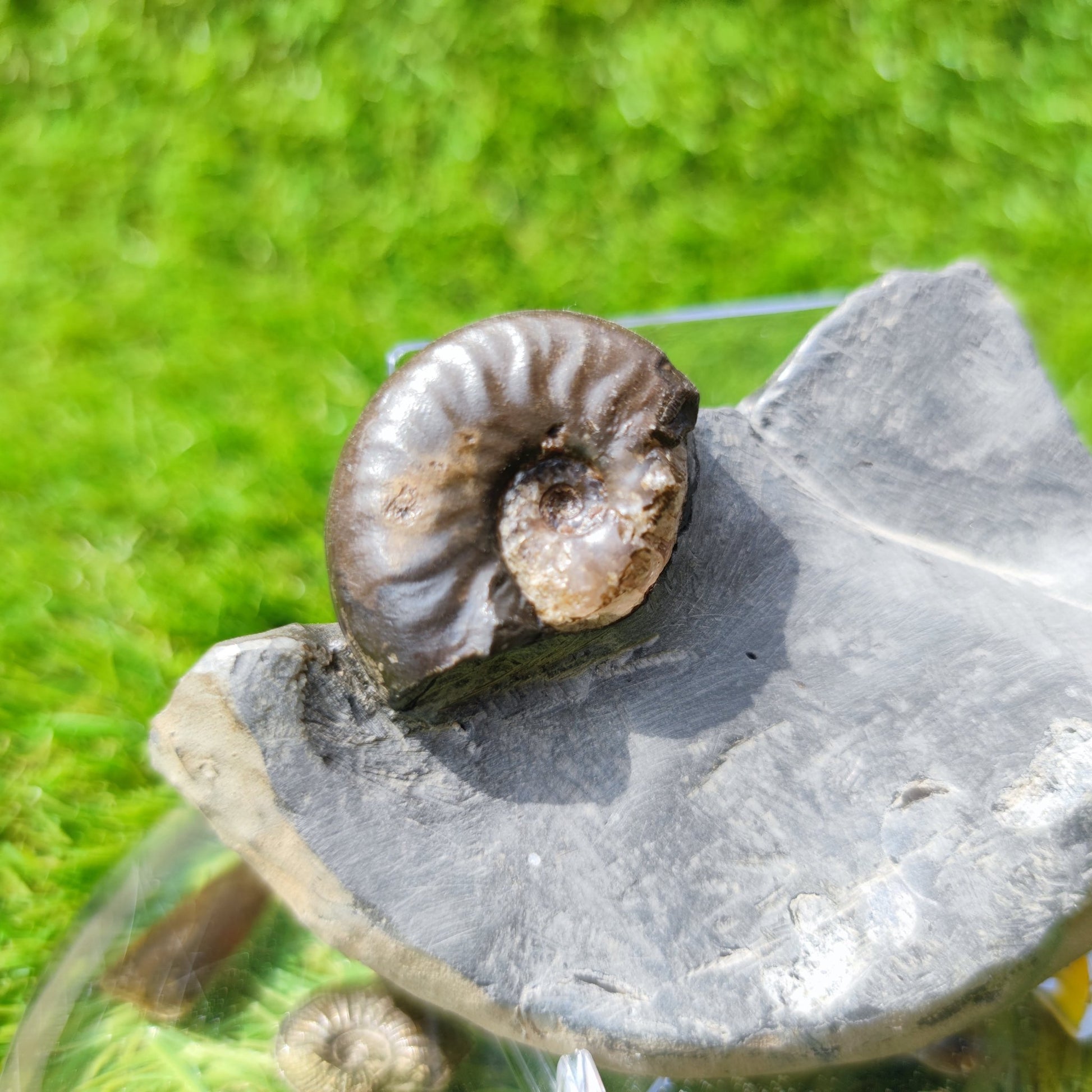 Ammonite fossil eleganticeras with calcite North Yorkshire - North Yorkshire Fossils