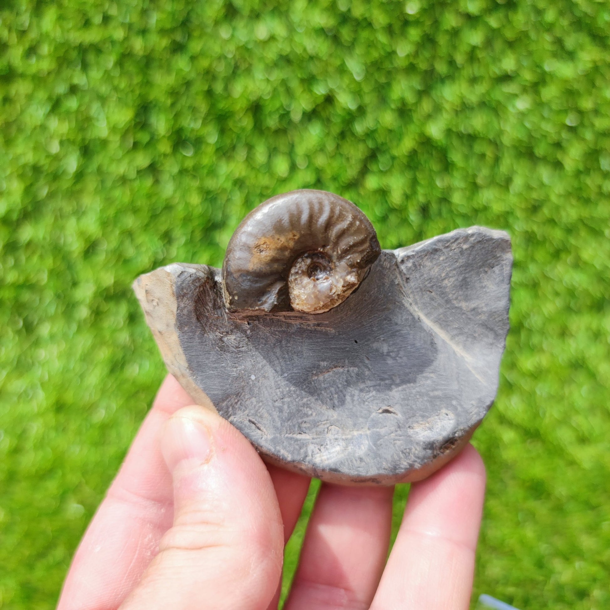 Ammonite fossil eleganticeras with calcite North Yorkshire - North Yorkshire Fossils