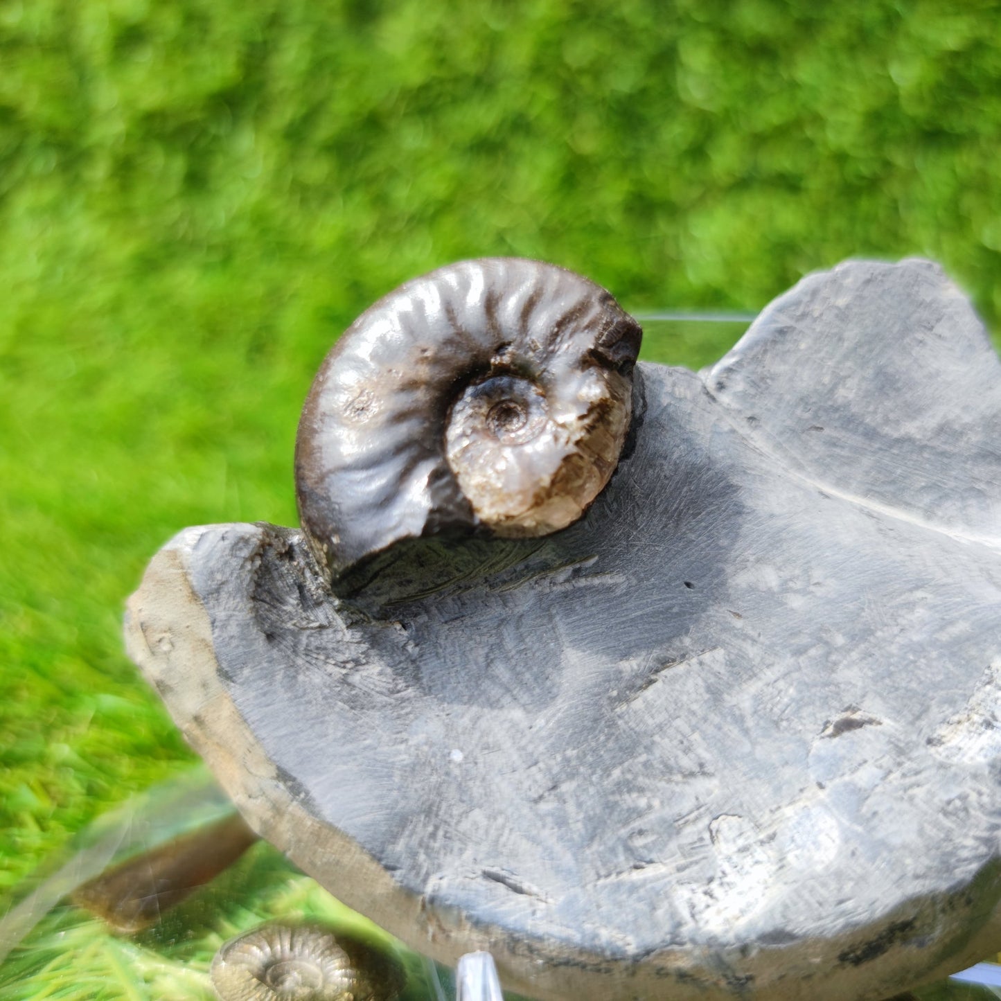 Ammonite fossil eleganticeras with calcite North Yorkshire - North Yorkshire Fossils