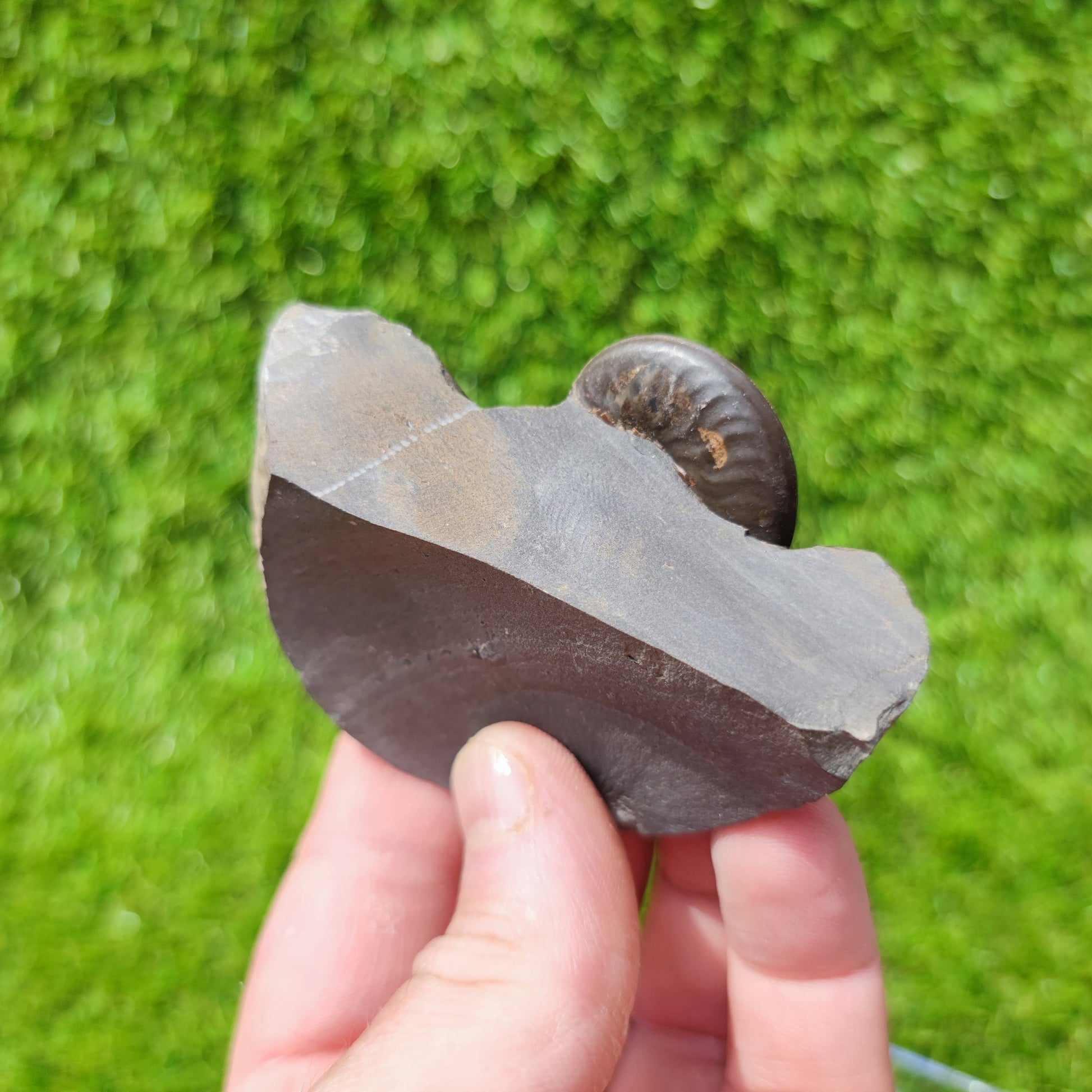 Ammonite fossil eleganticeras with calcite North Yorkshire - North Yorkshire Fossils