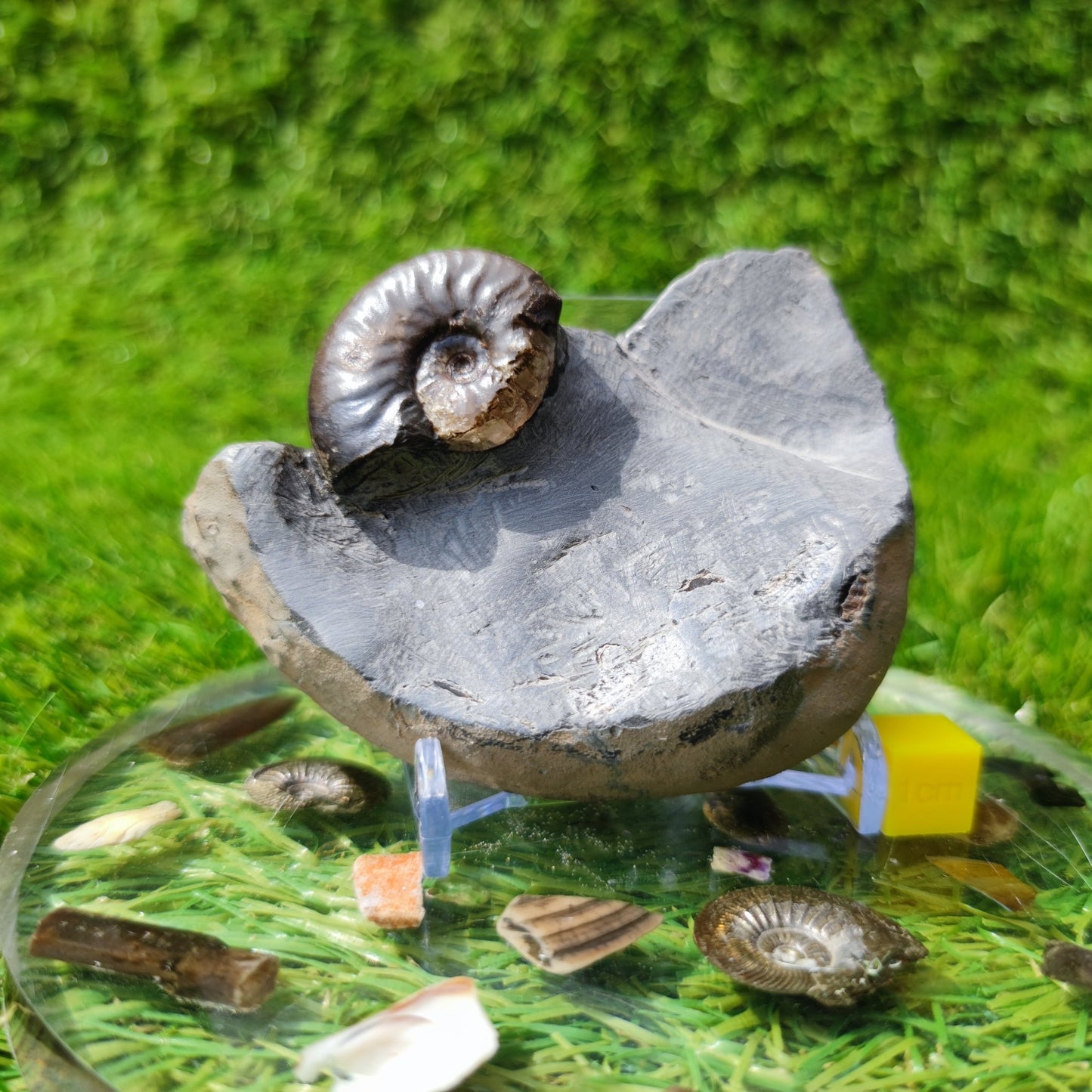 Ammonite fossil eleganticeras with calcite North Yorkshire - North Yorkshire Fossils