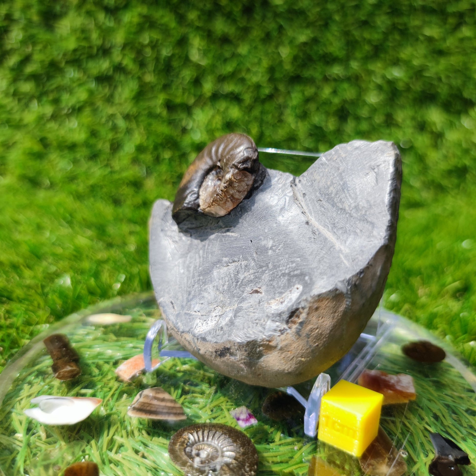 Ammonite fossil eleganticeras with calcite North Yorkshire - North Yorkshire Fossils