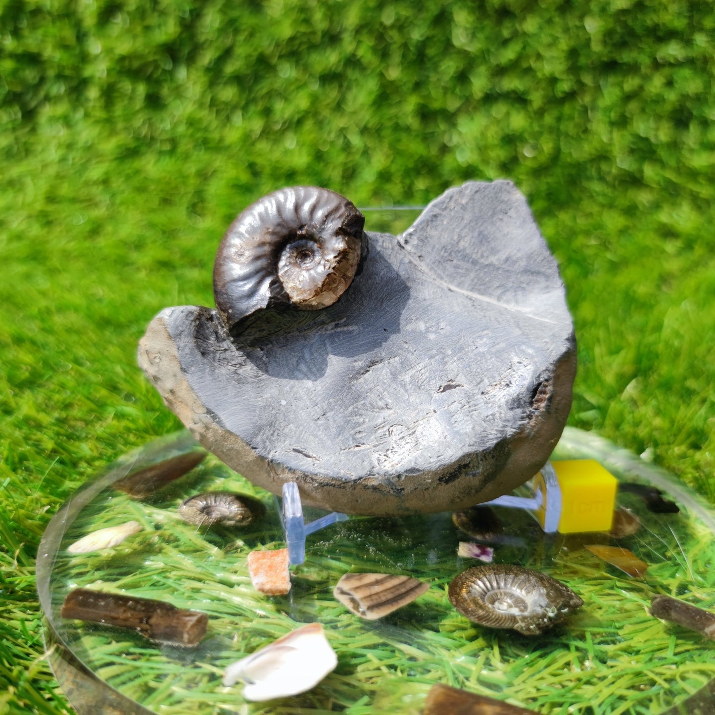 Ammonite fossil eleganticeras with calcite North Yorkshire - North Yorkshire Fossils