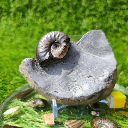 Ammonite fossil eleganticeras with calcite North Yorkshire - North Yorkshire Fossils
