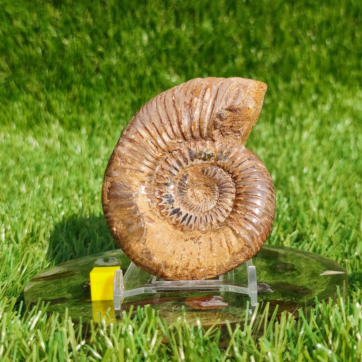Ammonite fossil from Madagascar - North Yorkshire Fossils