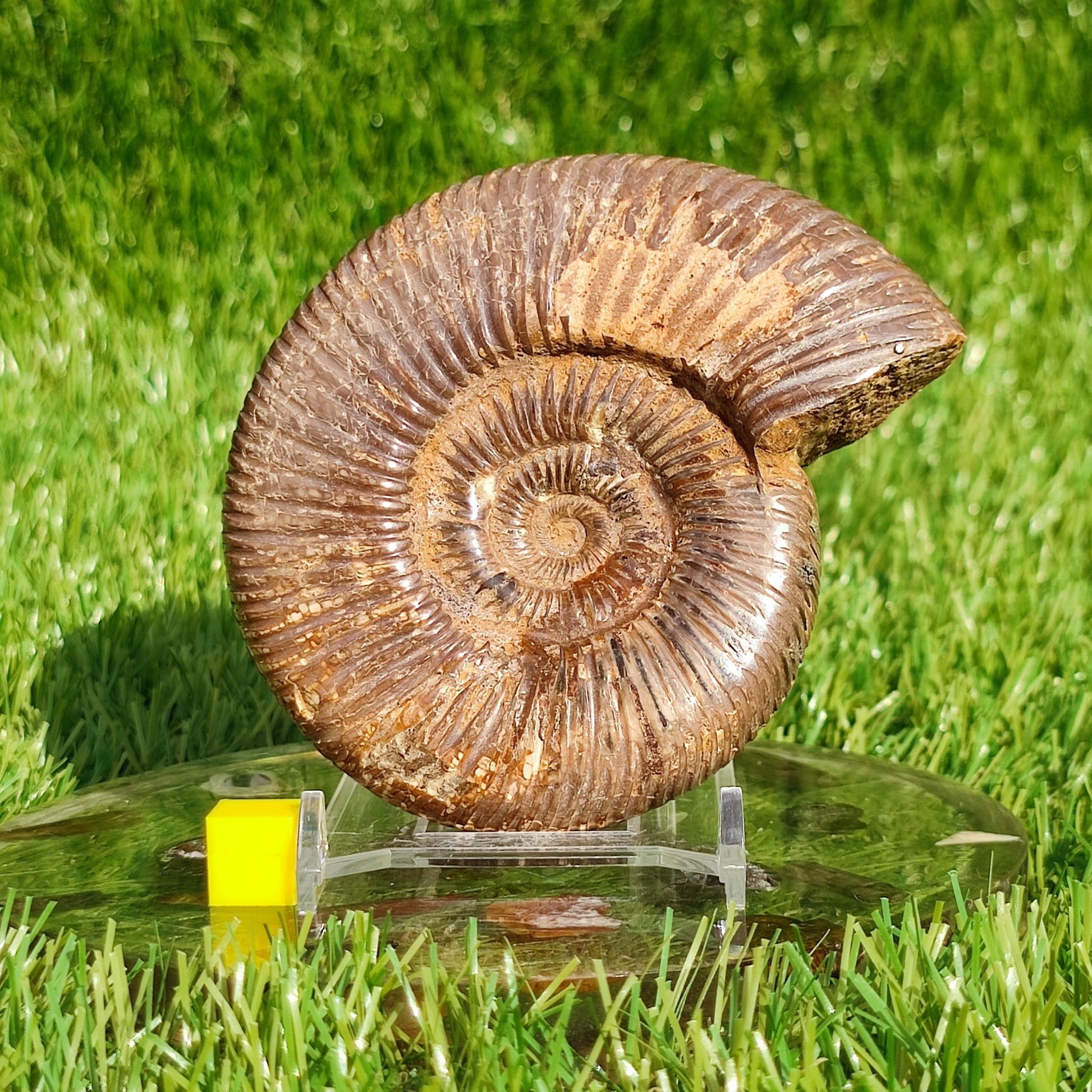 Ammonite fossil from Madagascar - North Yorkshire Fossils