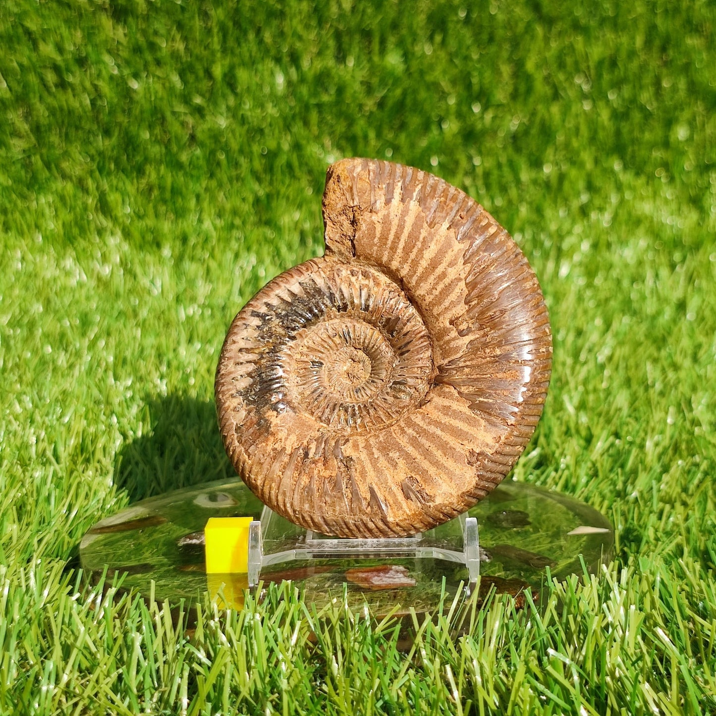 Ammonite fossil from Madagascar - North Yorkshire Fossils