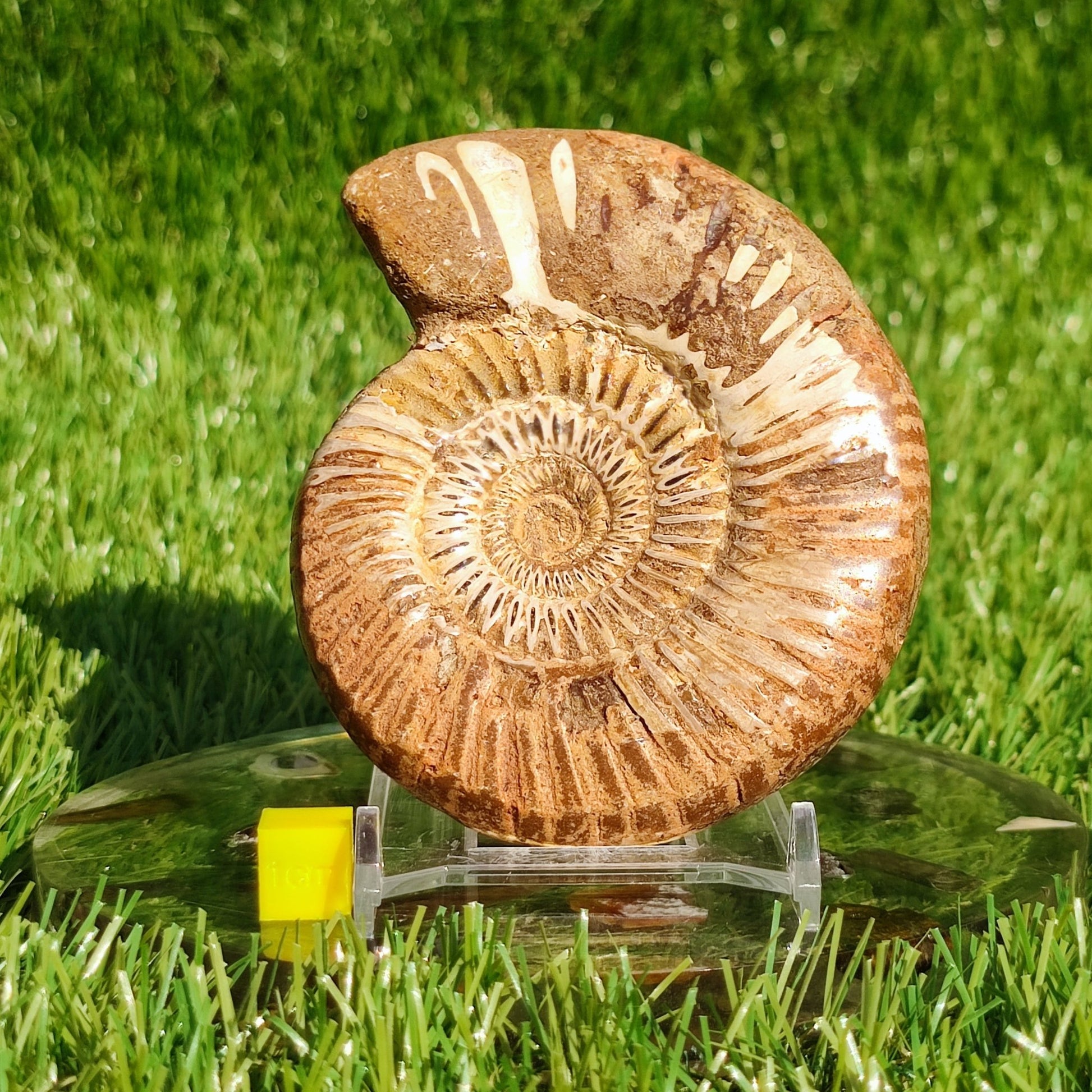Ammonite fossil from Madagascar - North Yorkshire Fossils