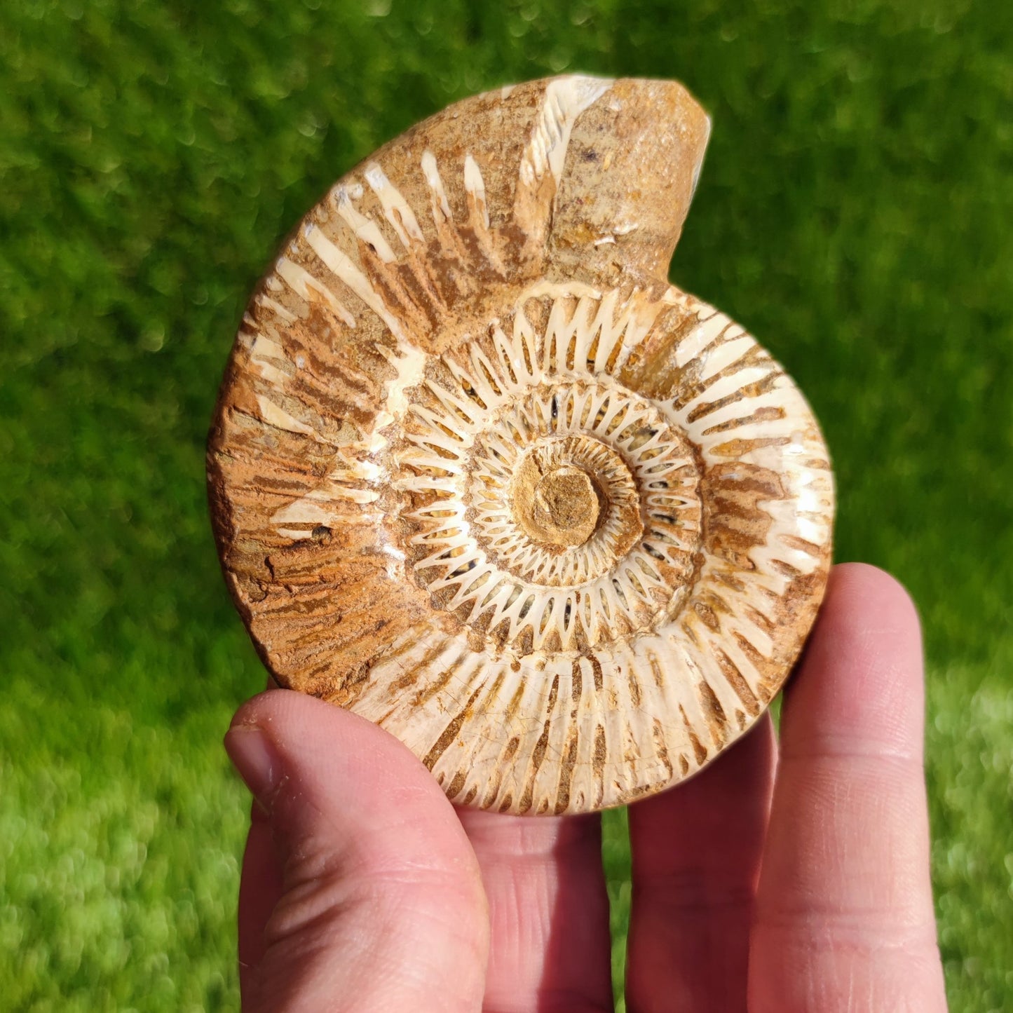 Ammonite fossil from Madagascar - North Yorkshire Fossils