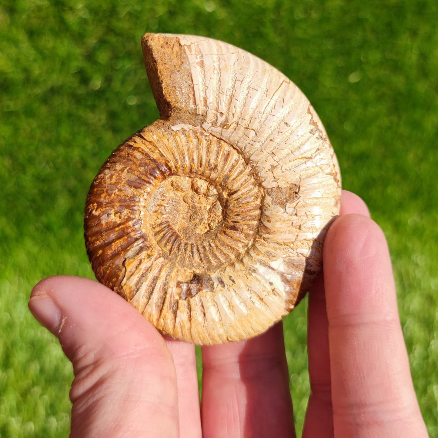 Ammonite fossil from Madagascar - North Yorkshire Fossils