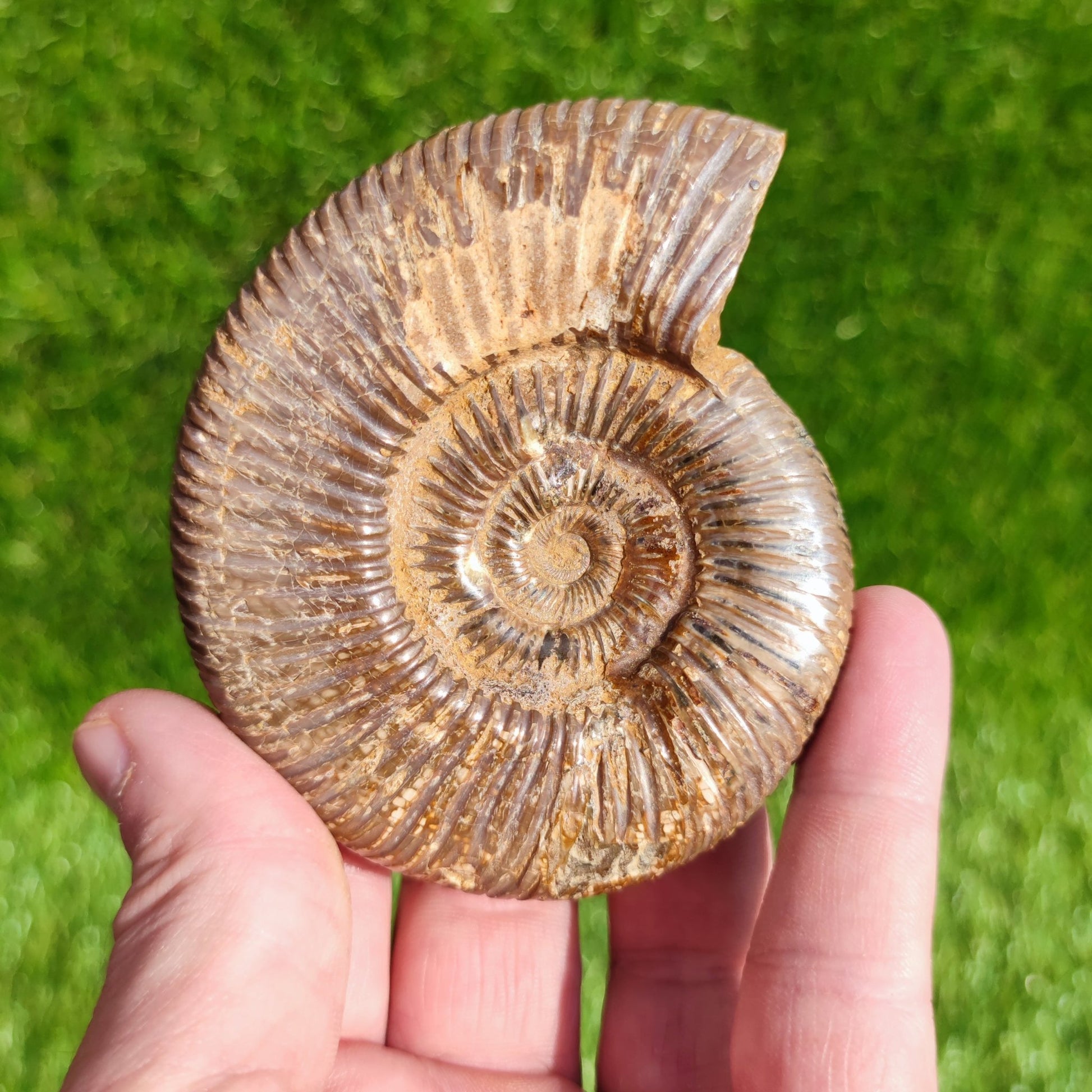 Ammonite fossil from Madagascar - North Yorkshire Fossils