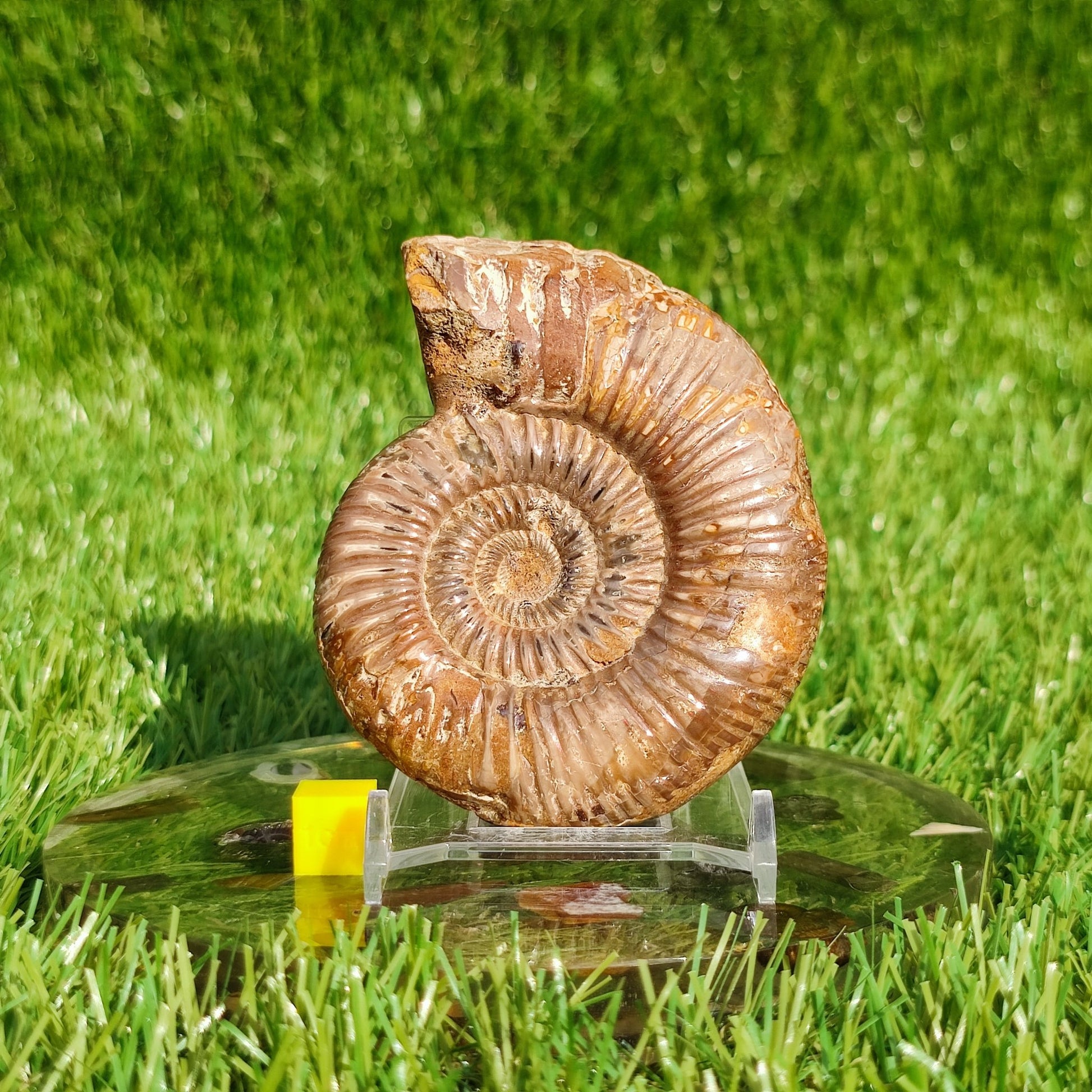 Ammonite fossil from Madagascar - North Yorkshire Fossils