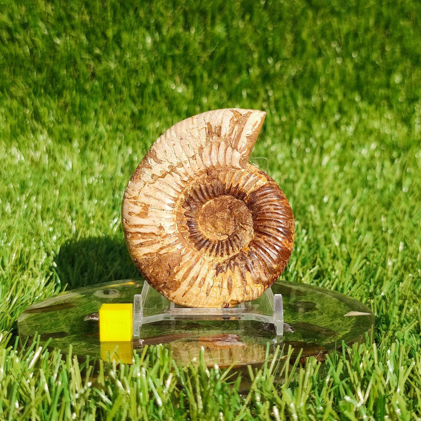Ammonite fossil from Madagascar - North Yorkshire Fossils