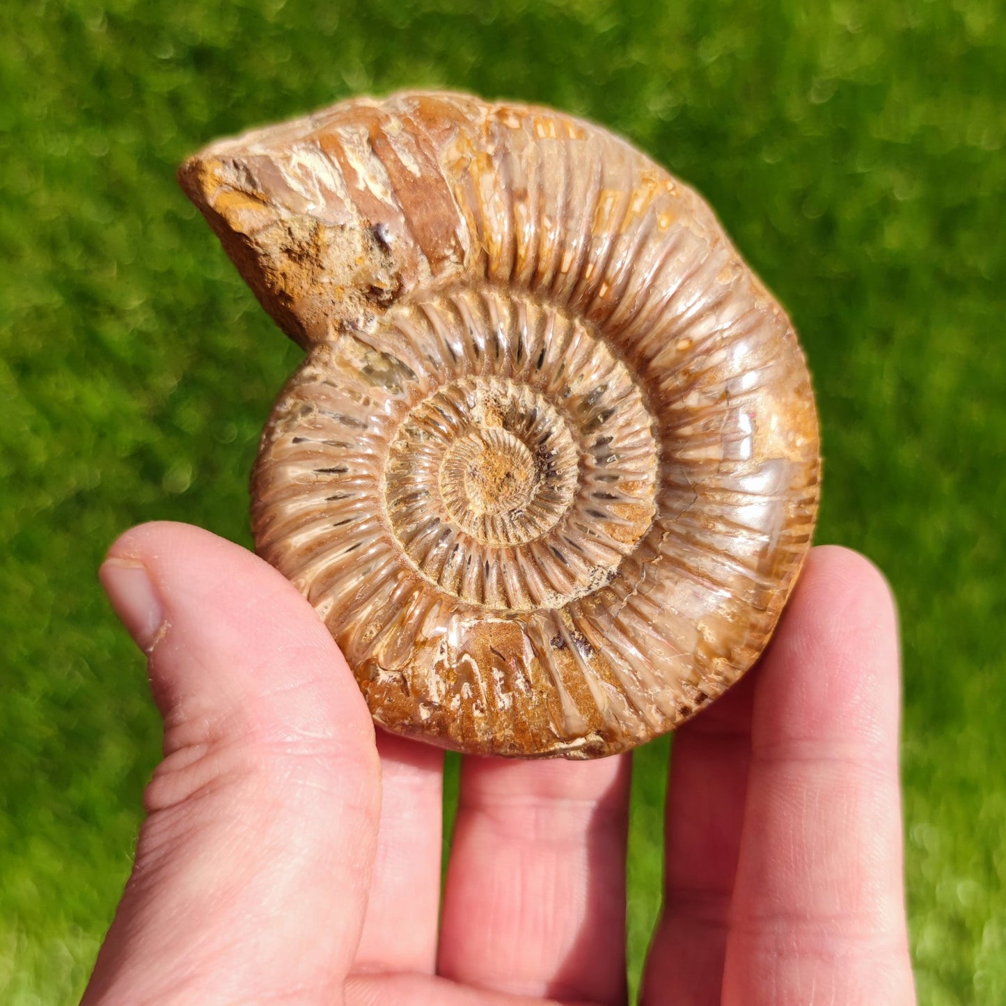 Ammonite fossil from Madagascar - North Yorkshire Fossils