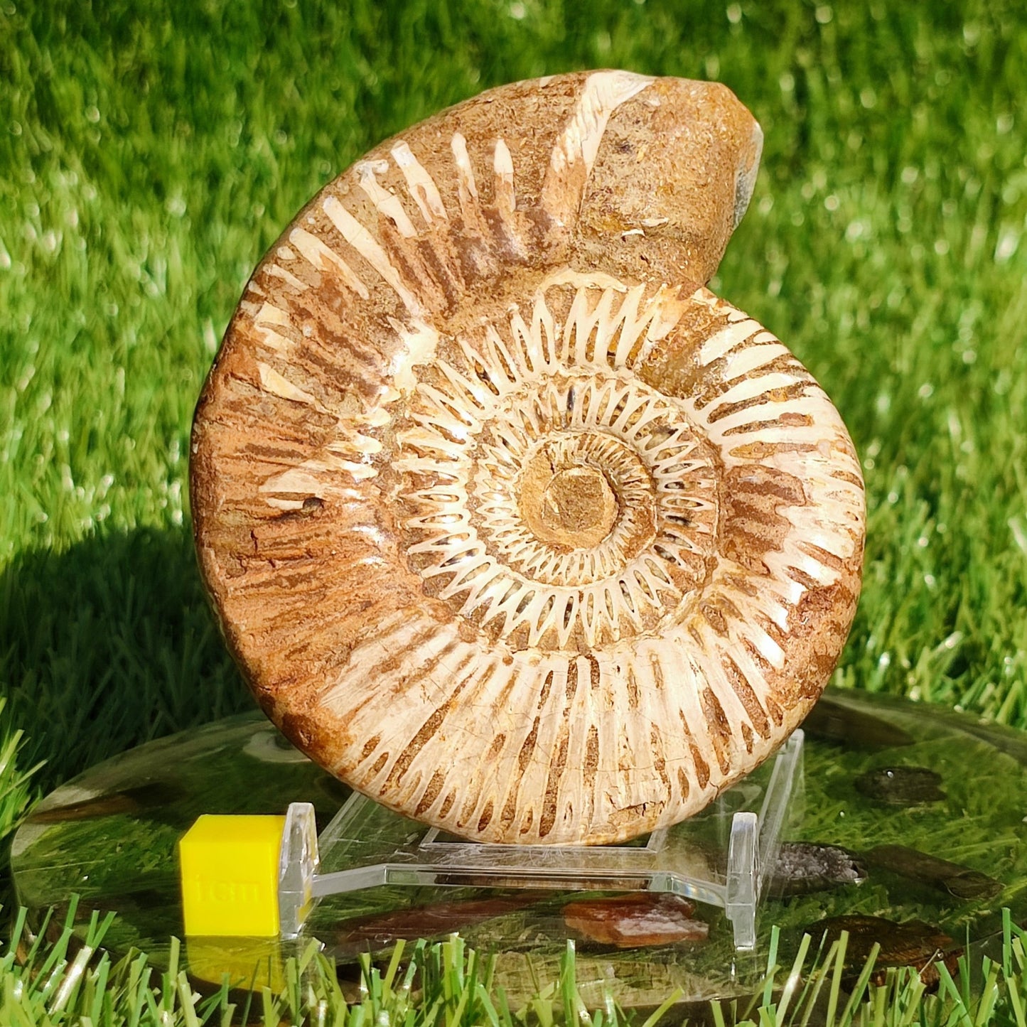 Ammonite fossil from Madagascar - North Yorkshire Fossils