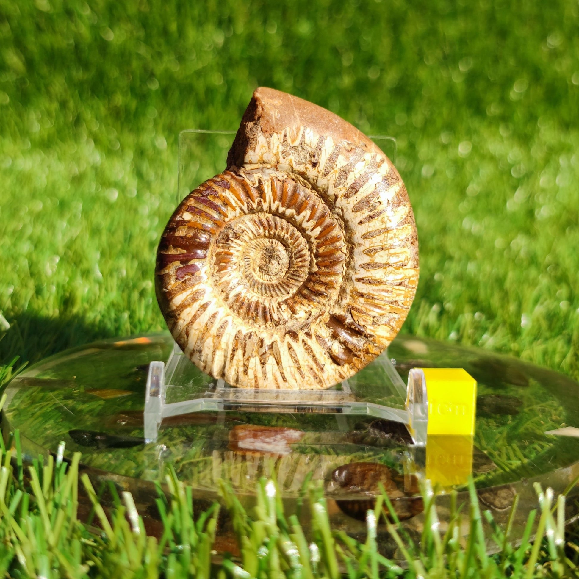 Ammonite fossil from Madagascar Dichotomosphincte - North Yorkshire Fossils