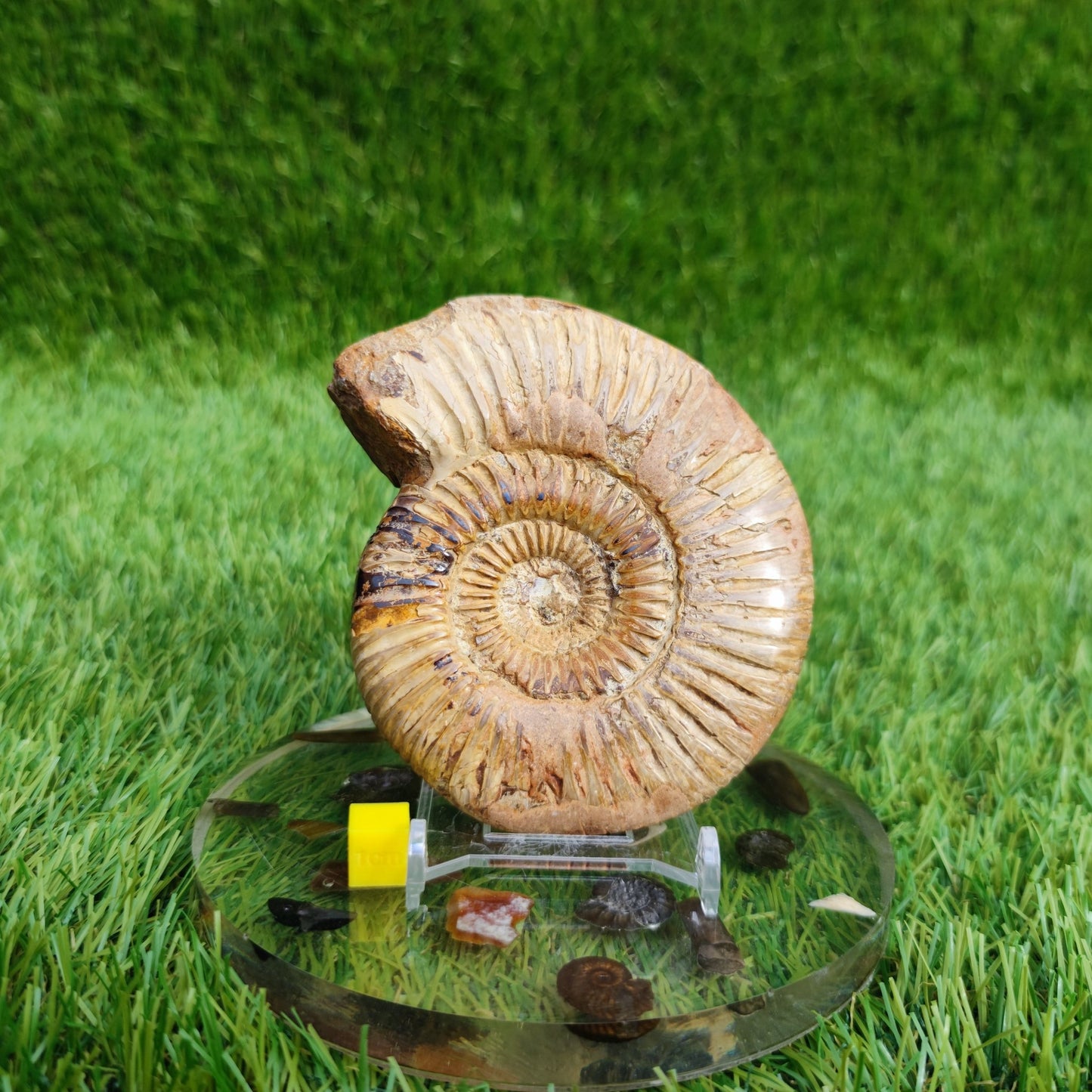 Ammonite fossil from Madagascar Dichotomosphincte - North Yorkshire Fossils
